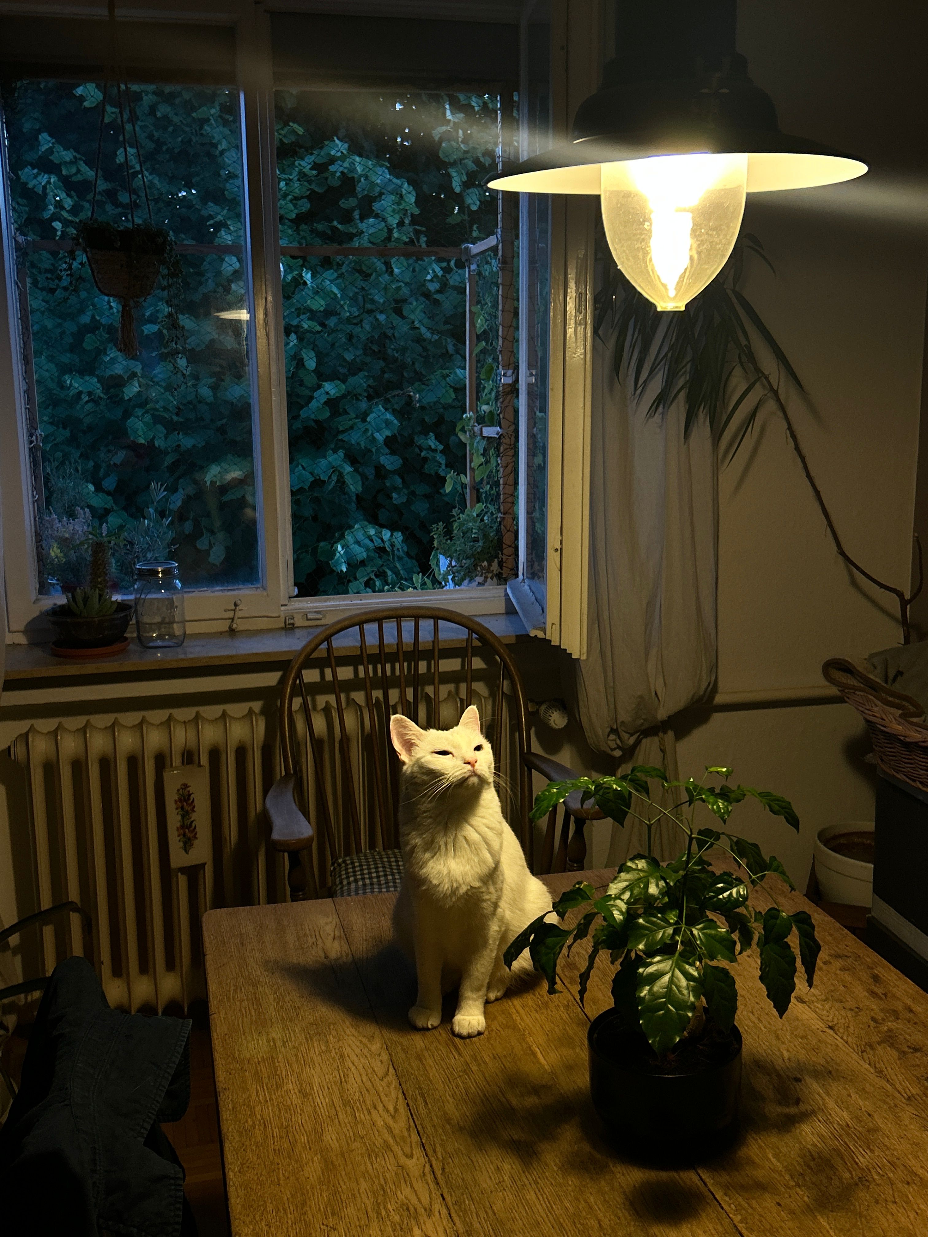 image-31