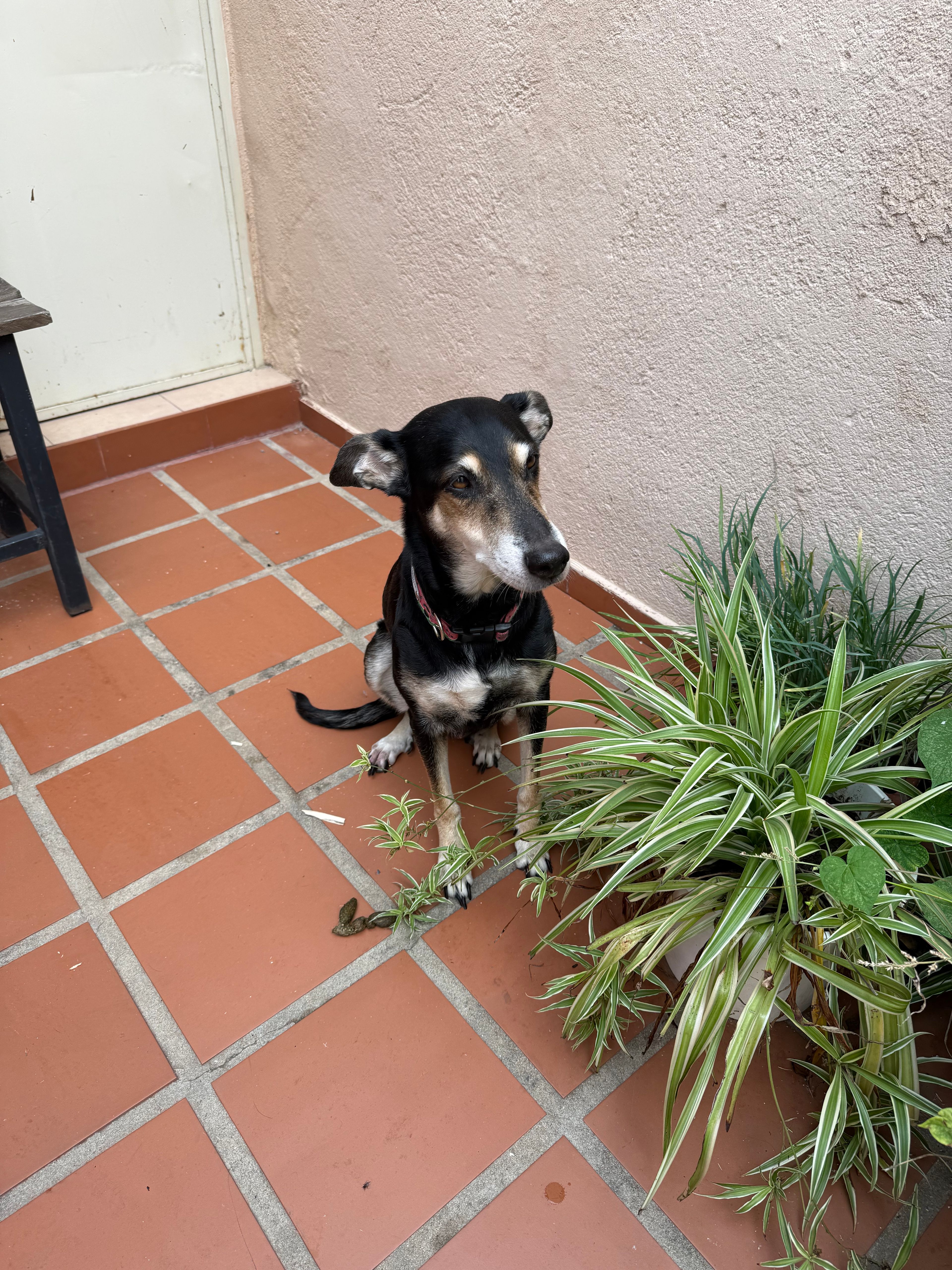 image-7