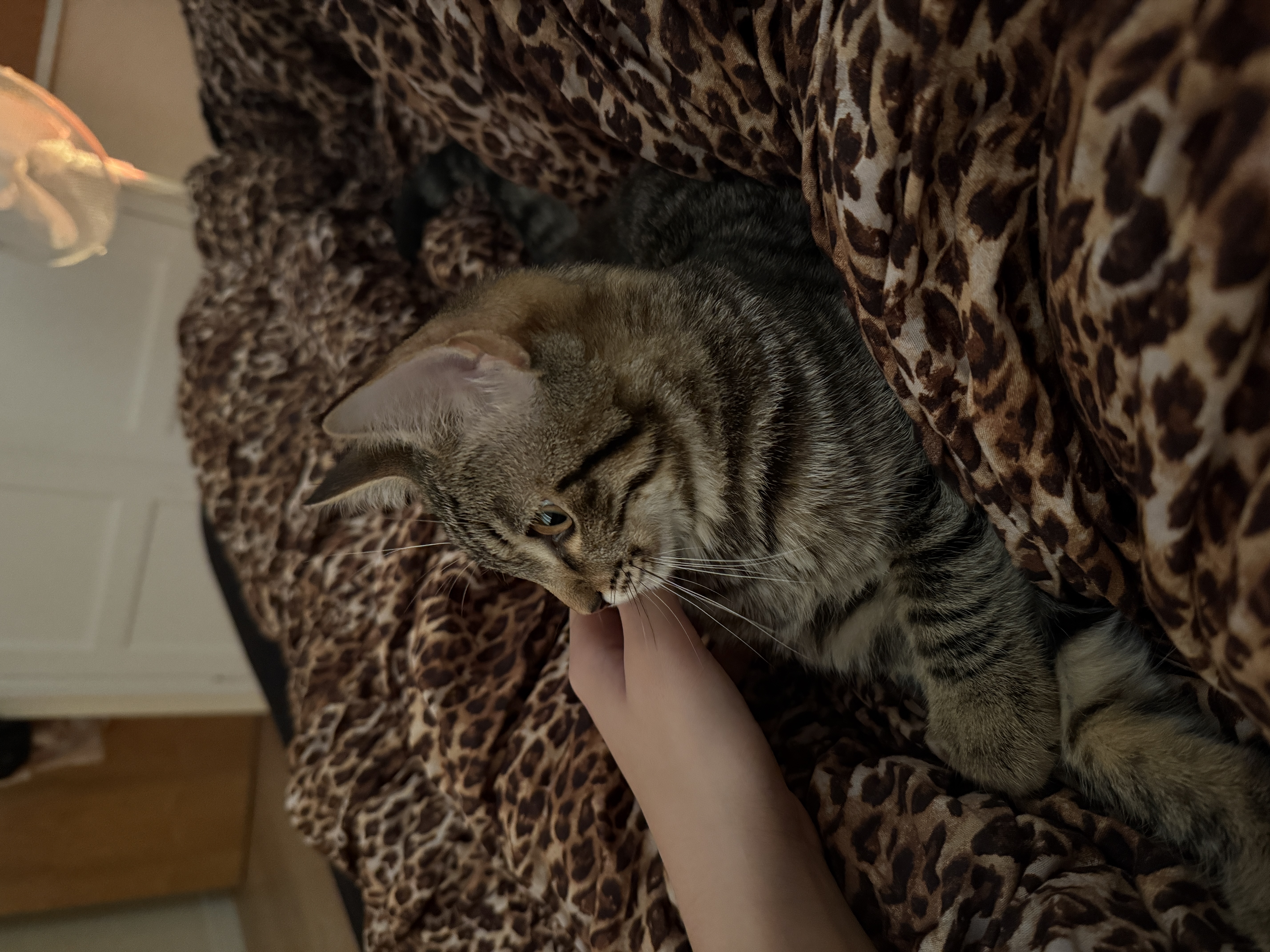 image-8