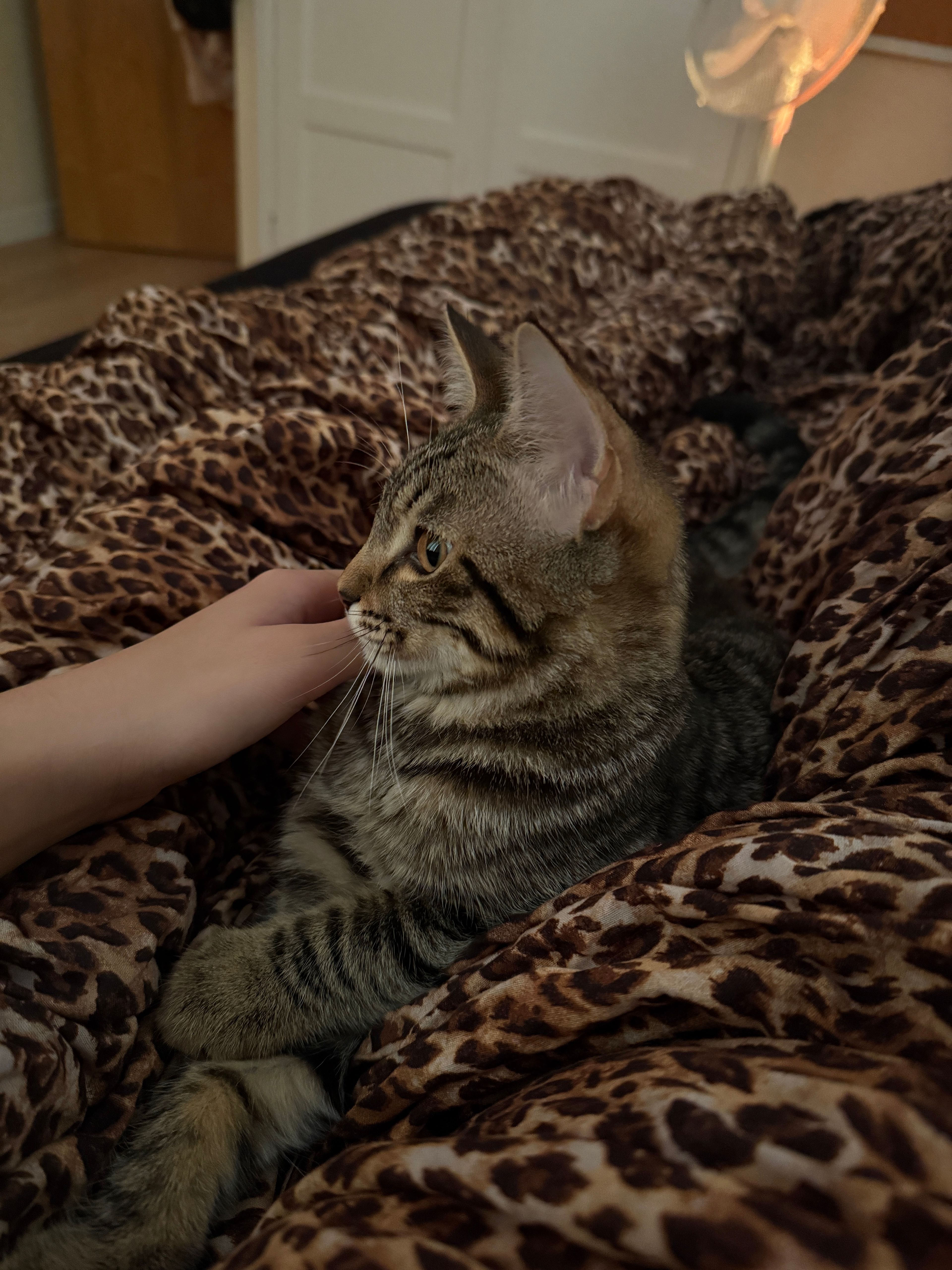 image-8