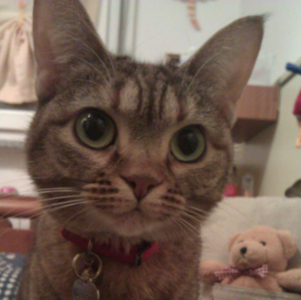 Stellina