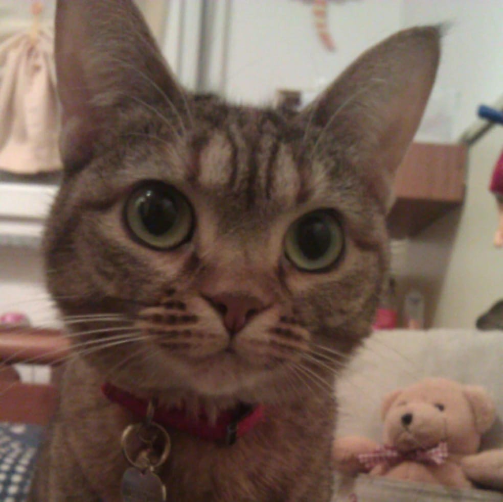 Stellina