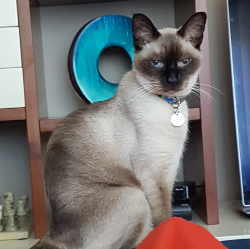 Chicco