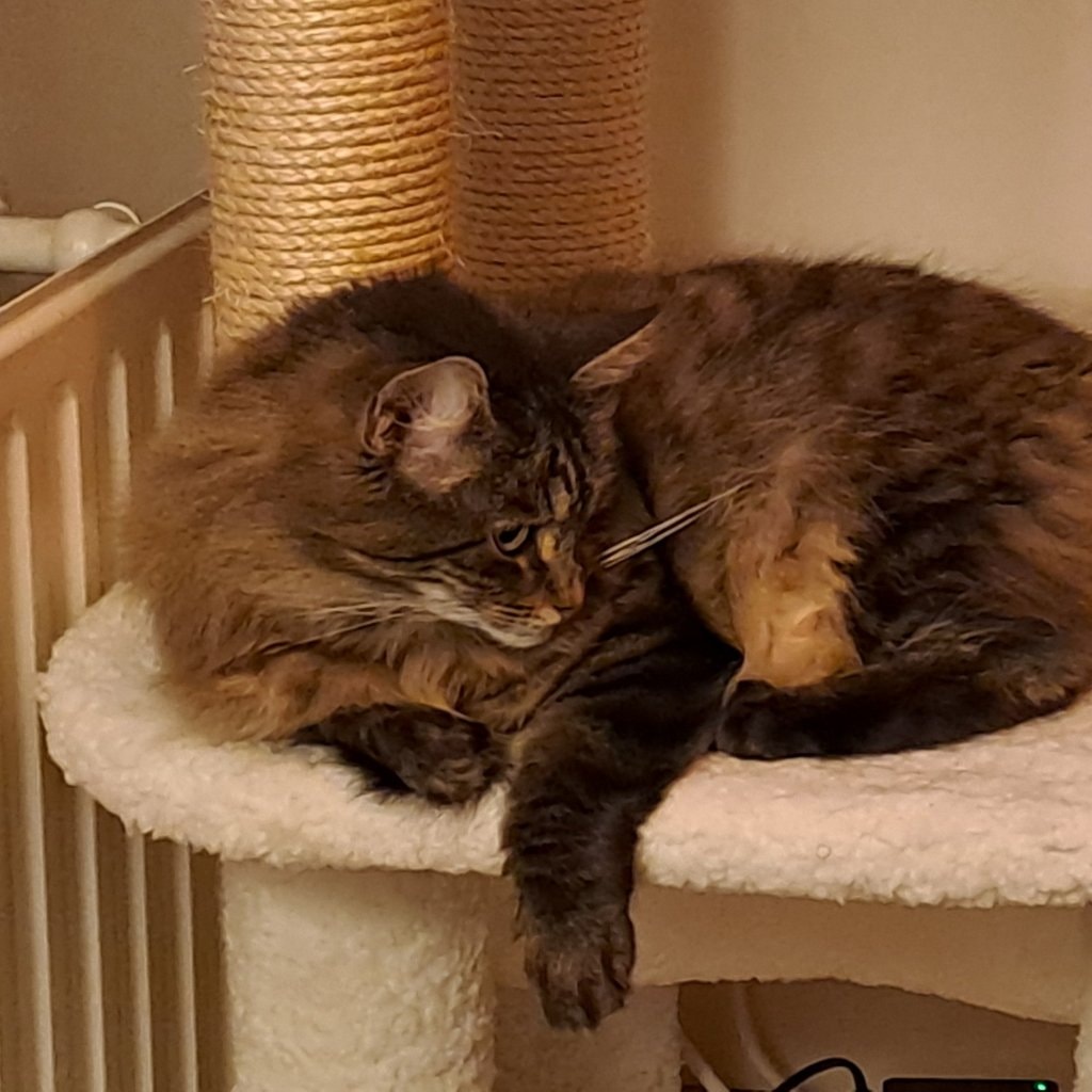 Lis
