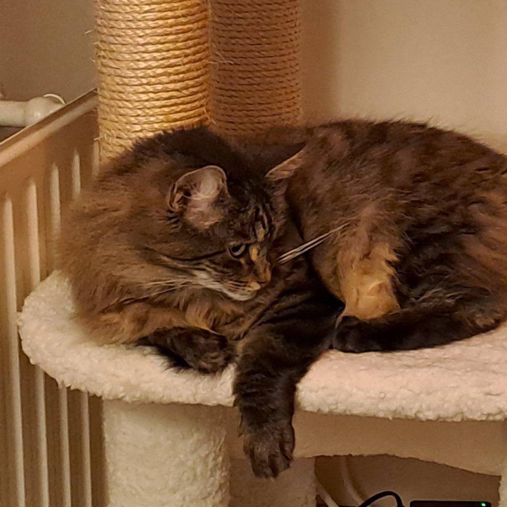 Lis