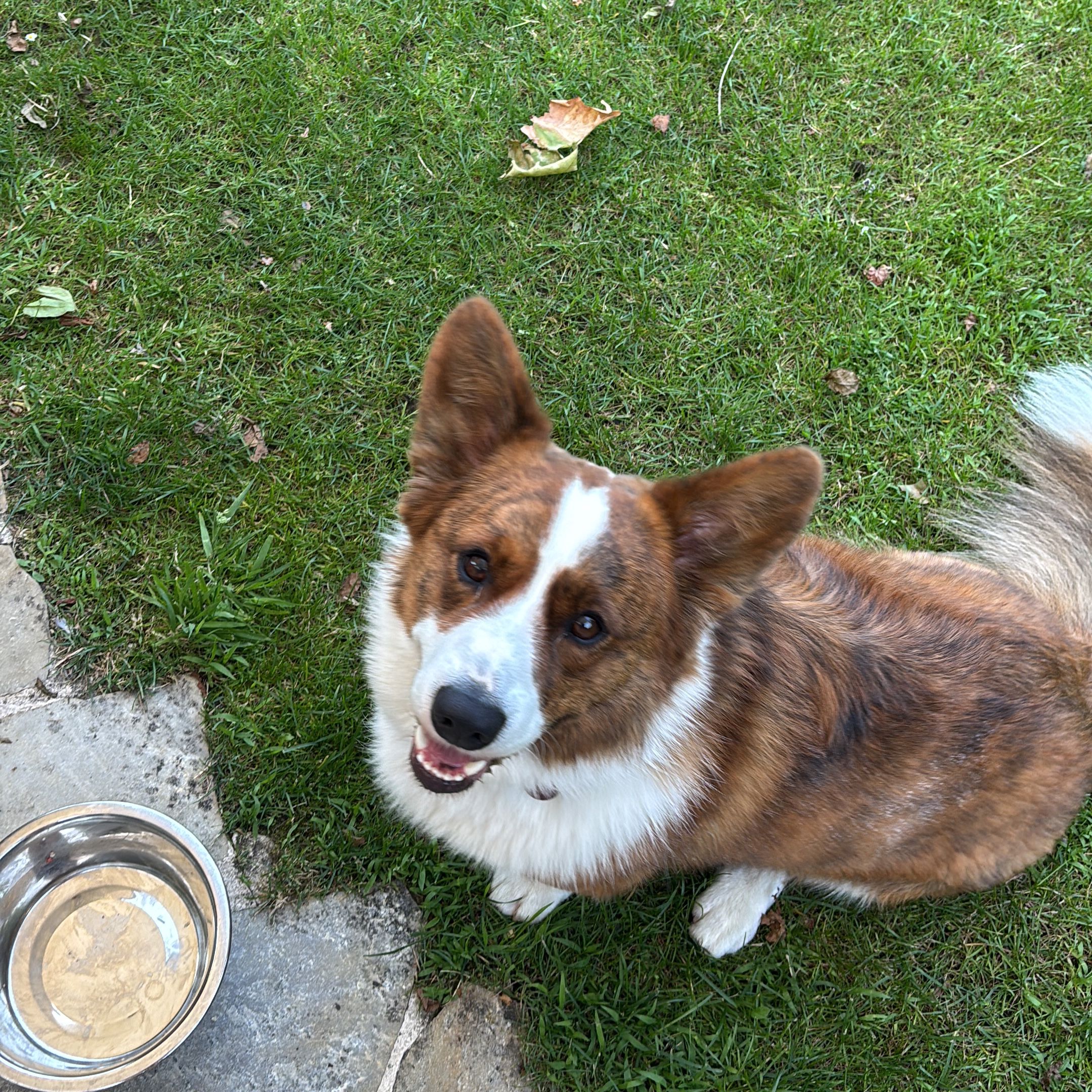 Obi