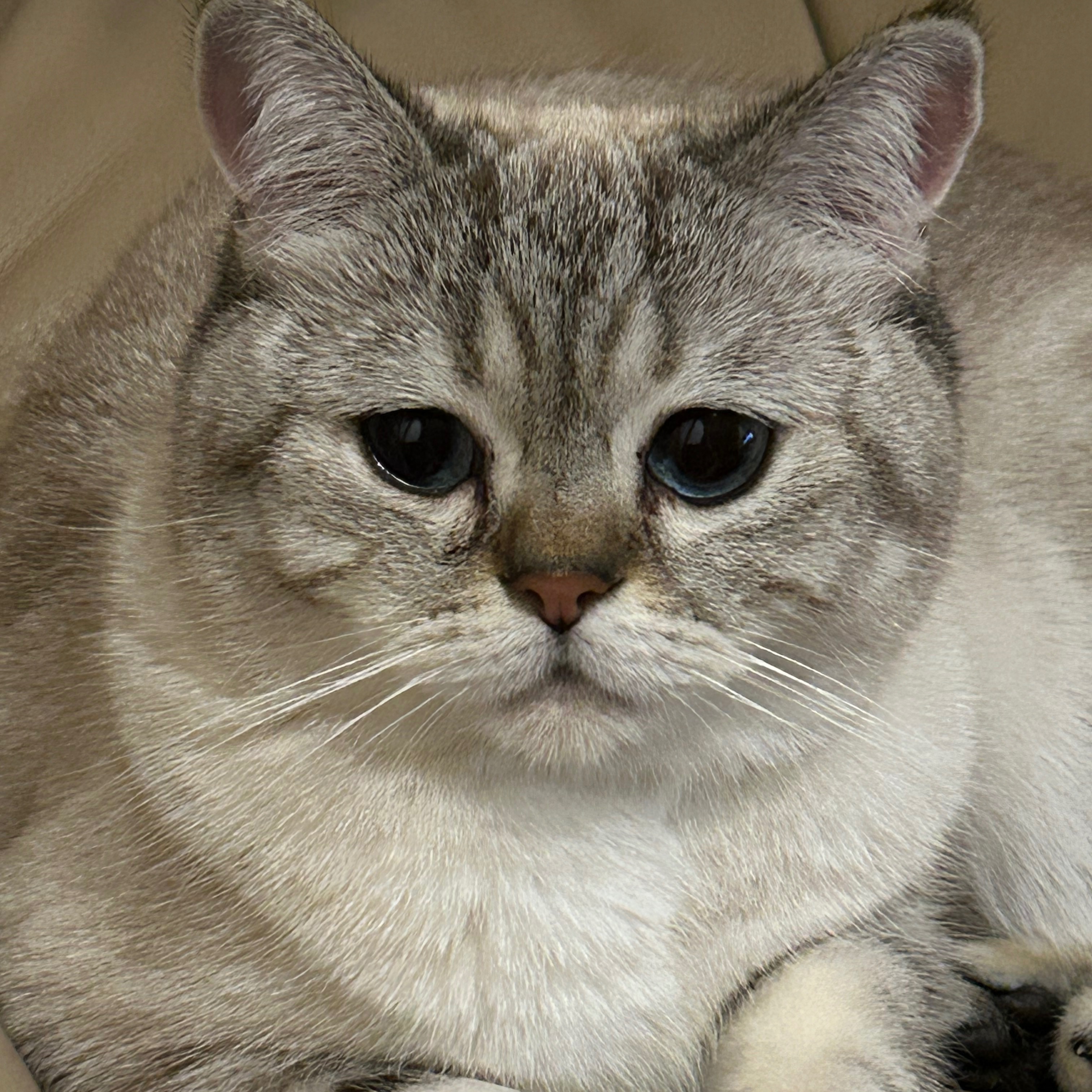 Snowy