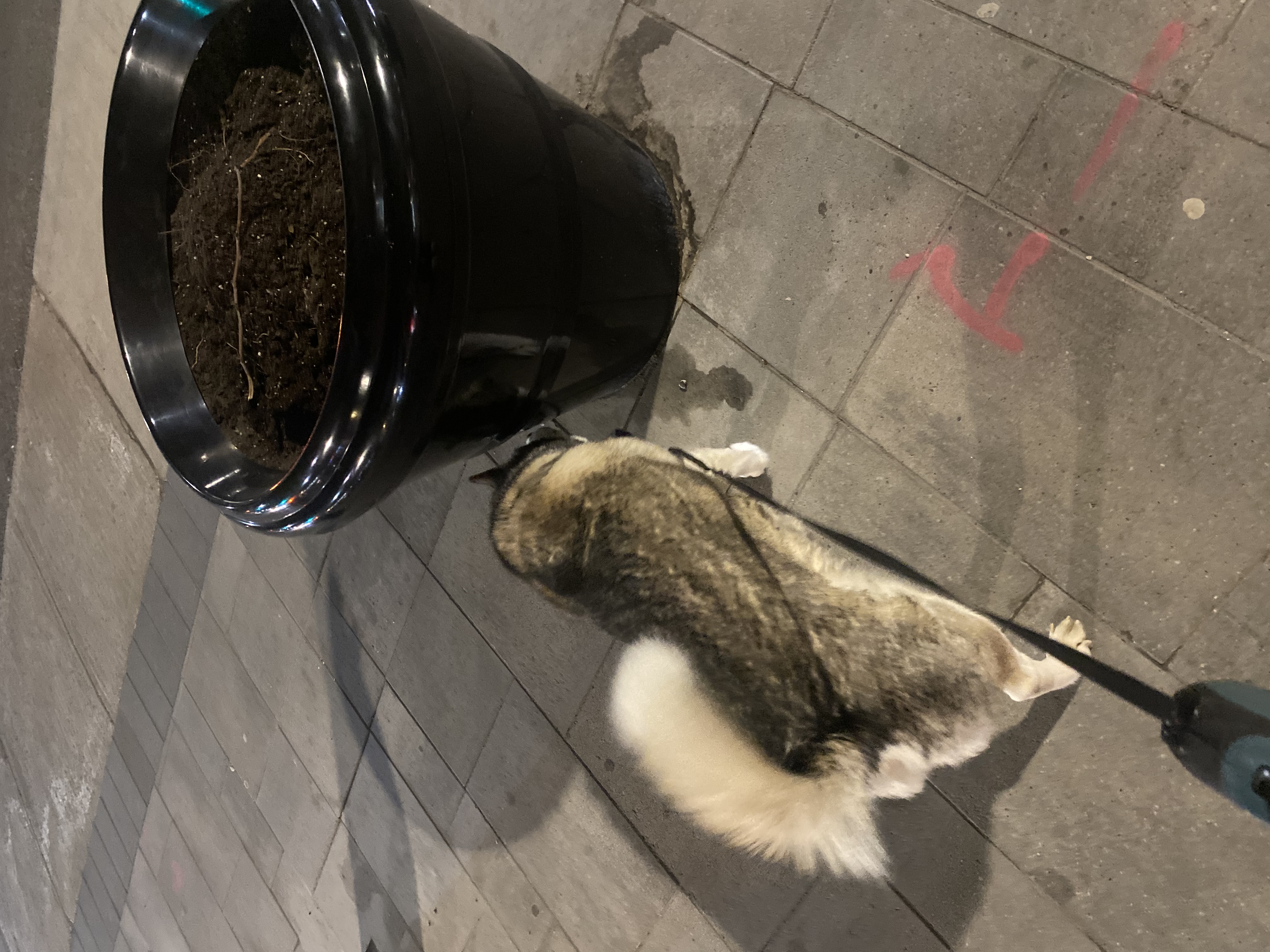 image-11
