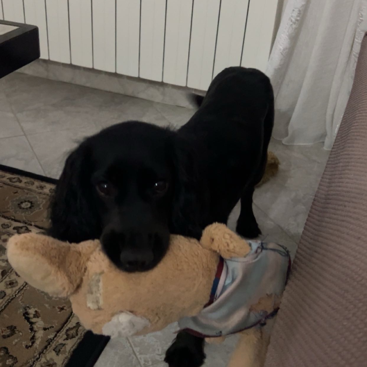 Gioia