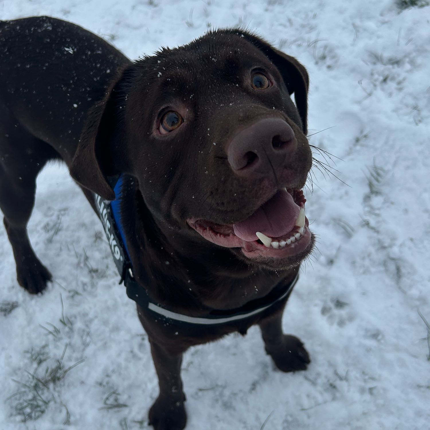 milo