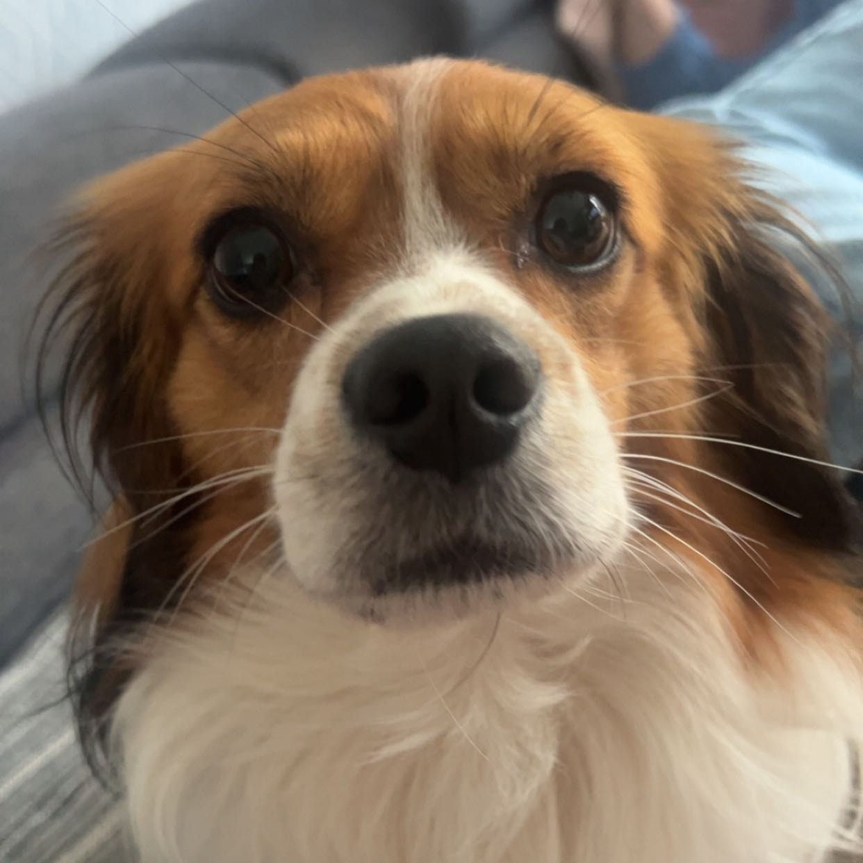 Django
