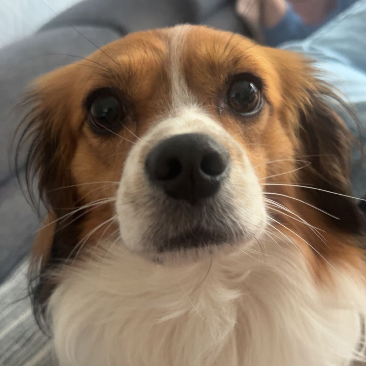Django