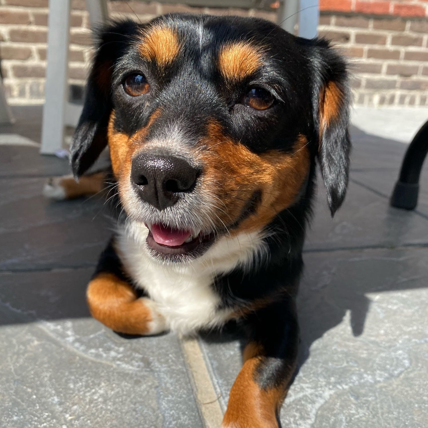 Piper