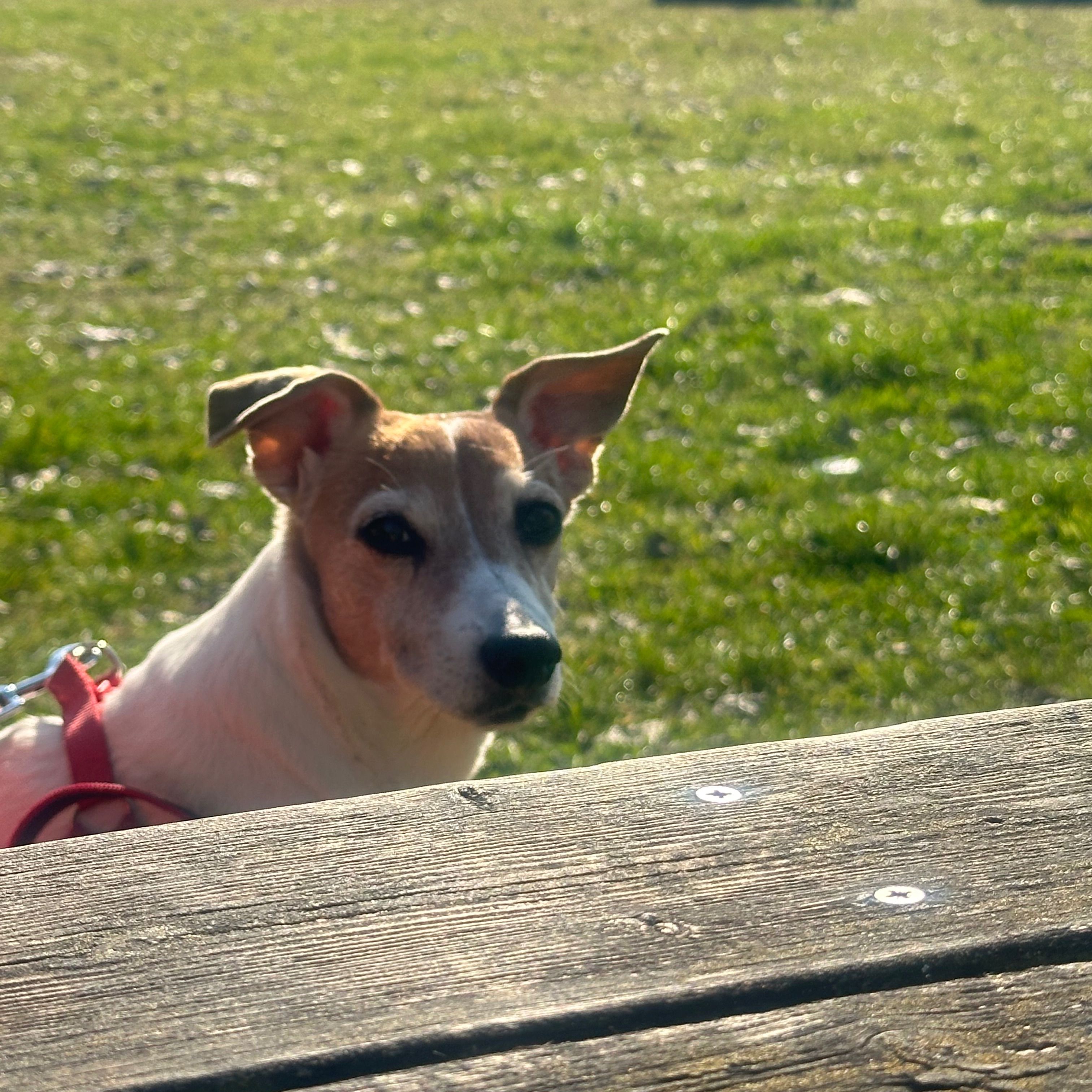 Zoey