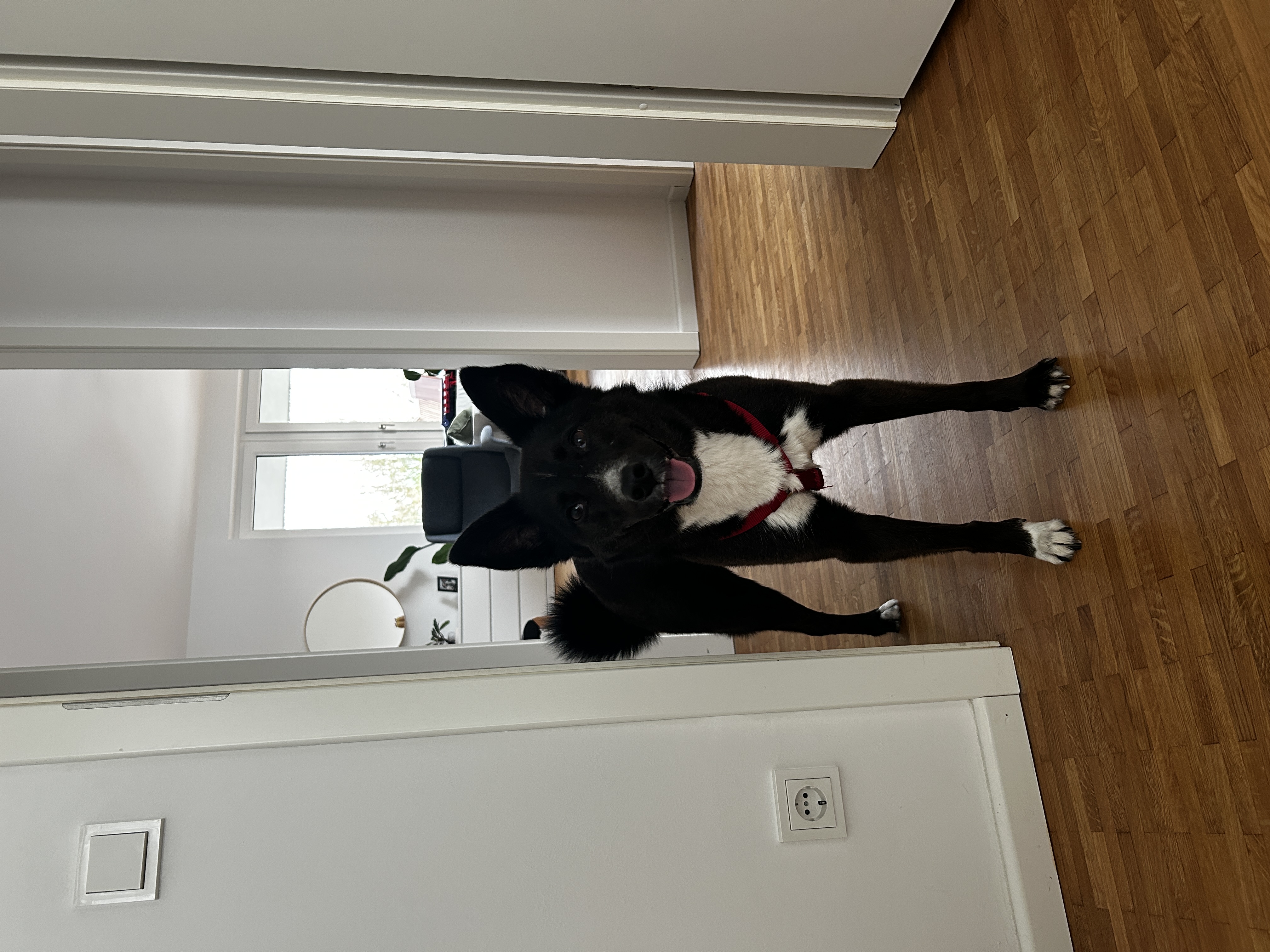 image-11