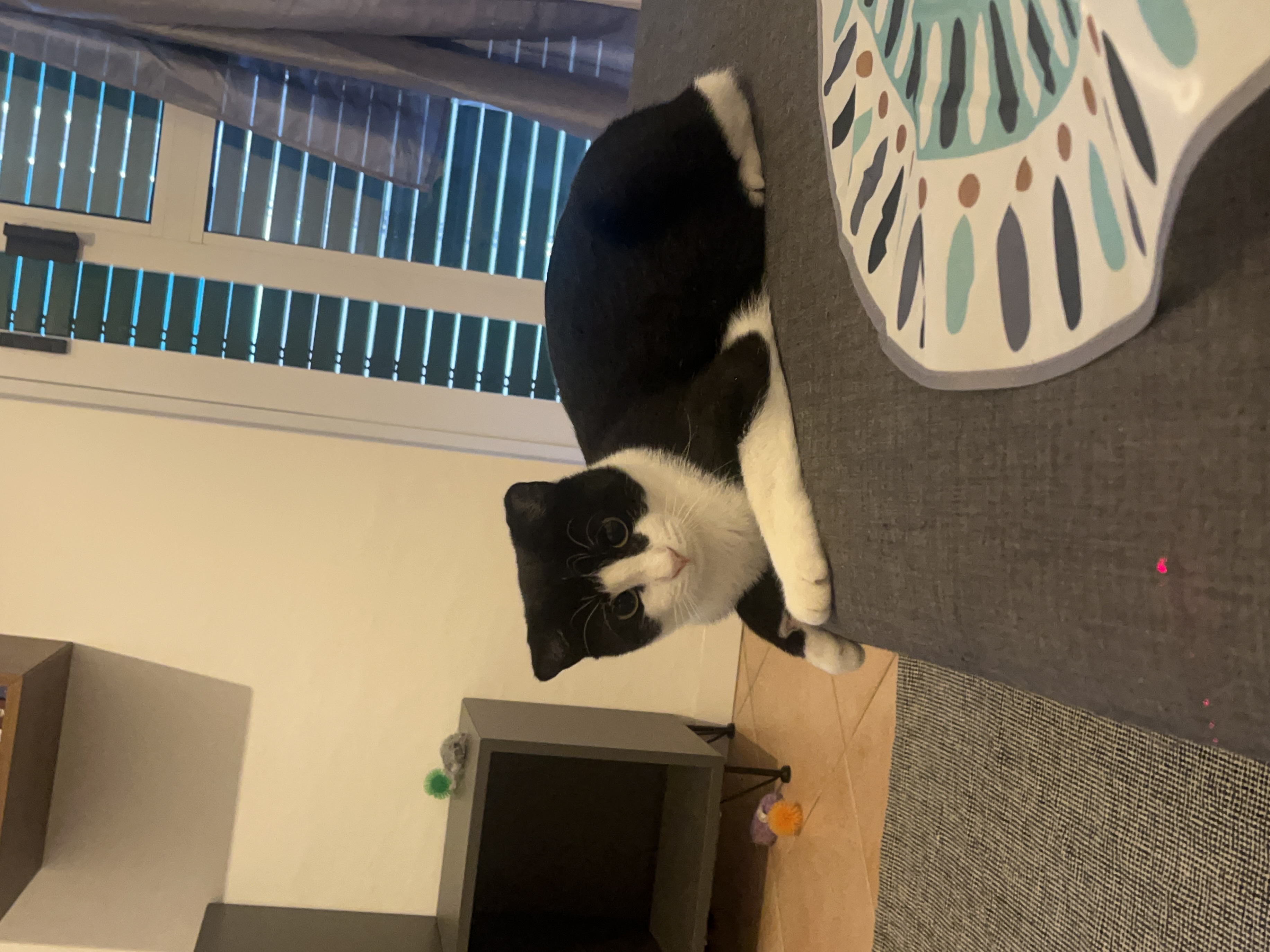 image-7