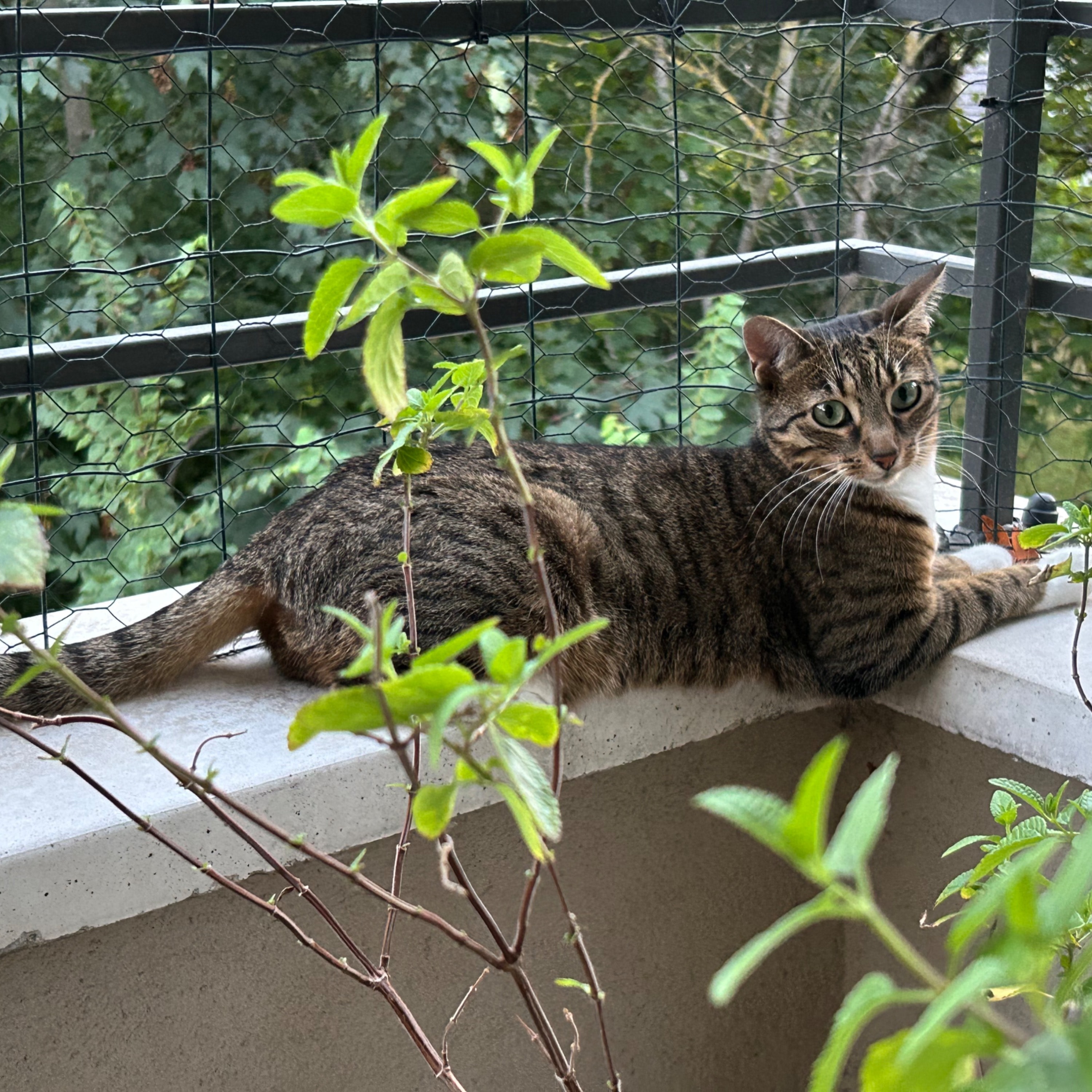 Savannah 