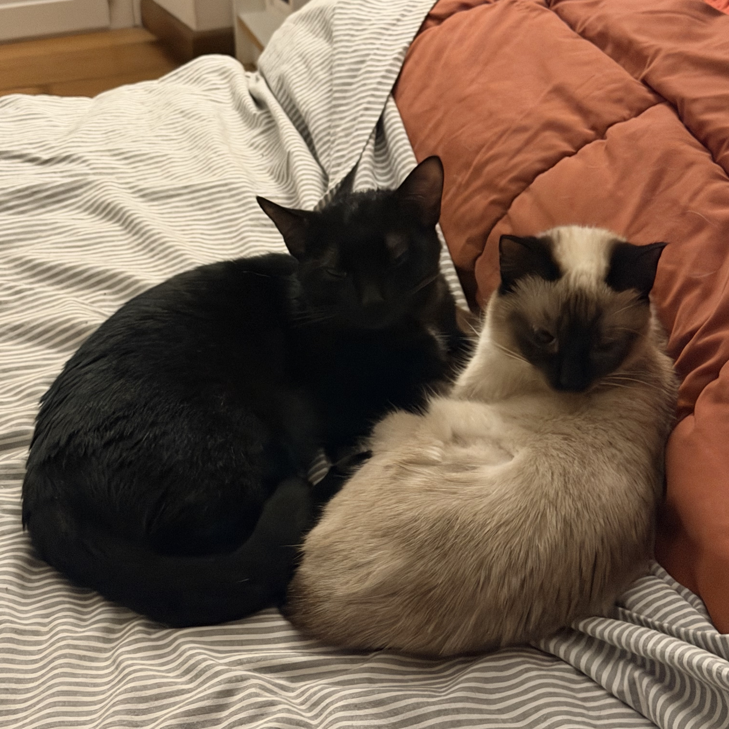 Mimí e Frida 