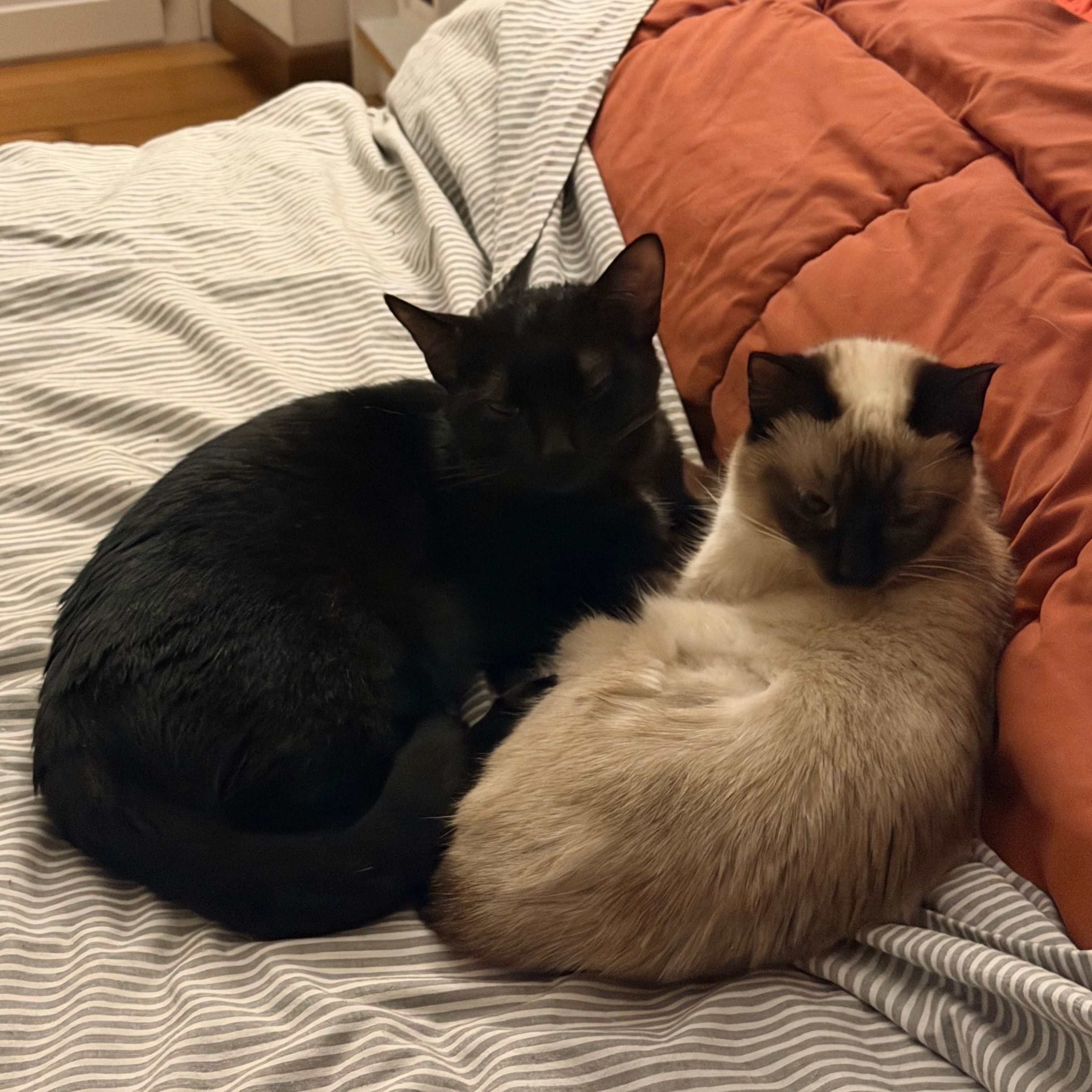 Mimí e Frida