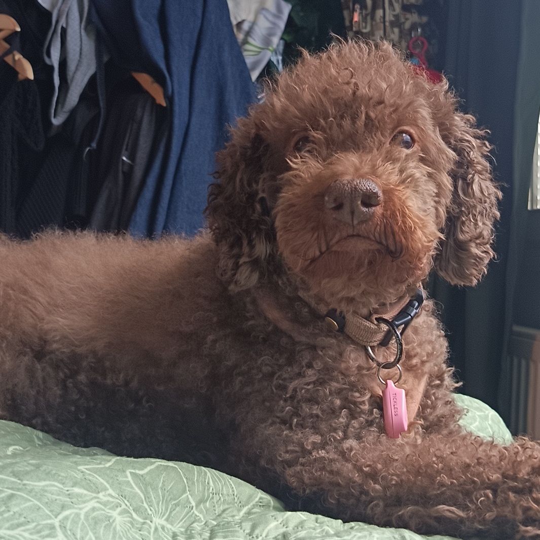 Nelli