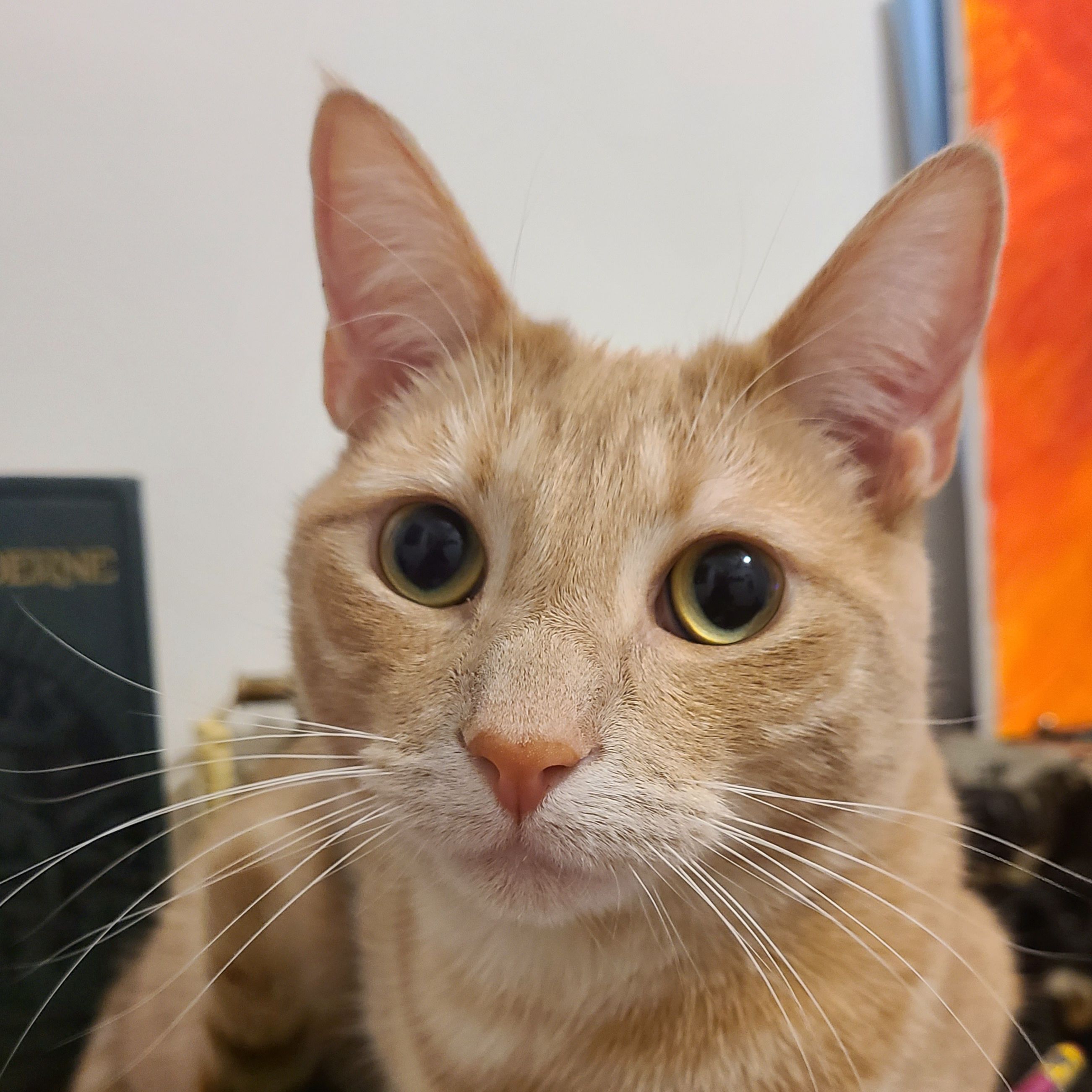 Whisky