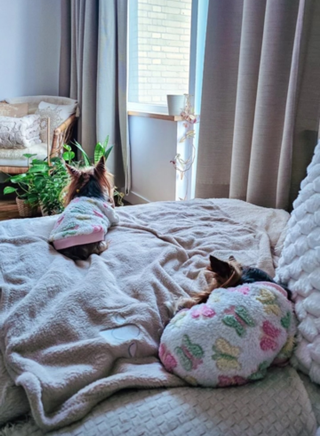 image-19