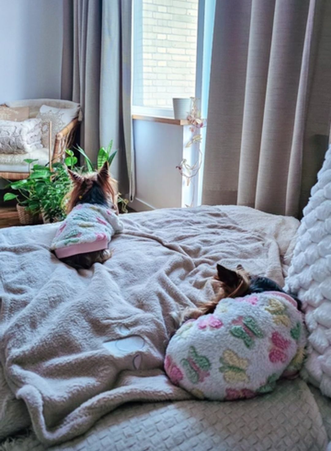 image-19
