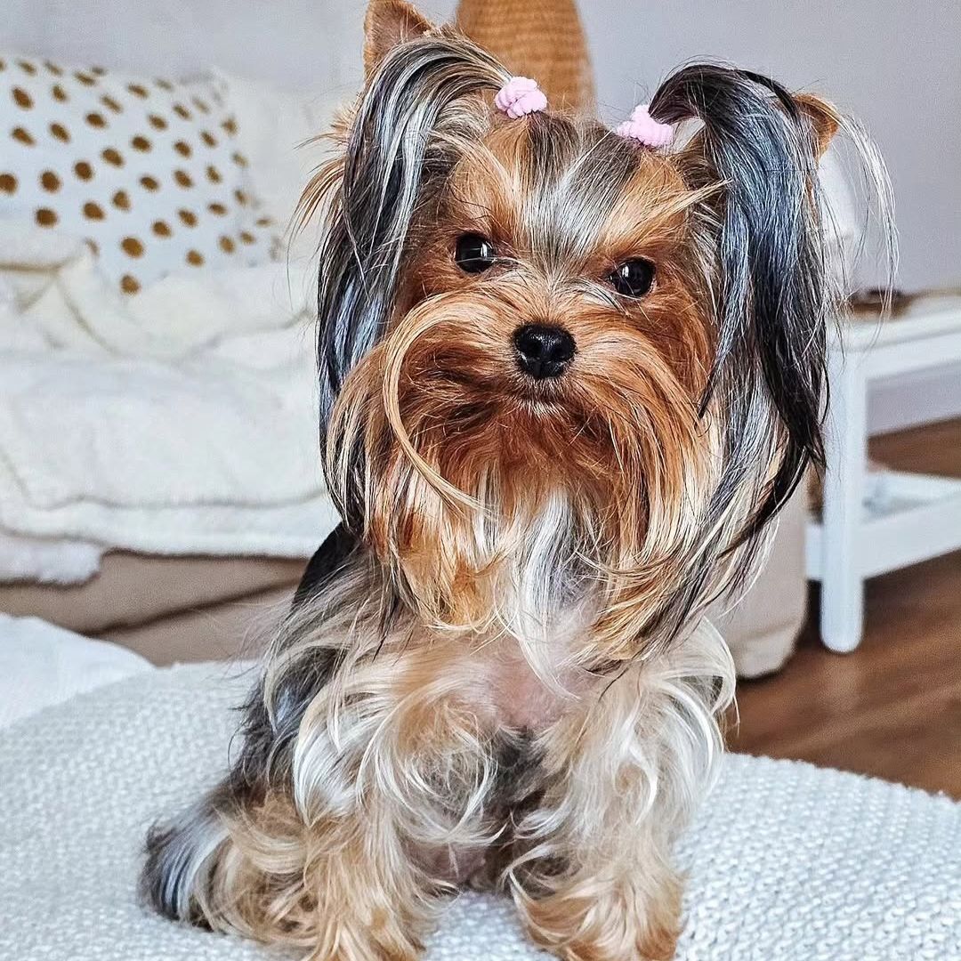Chloe