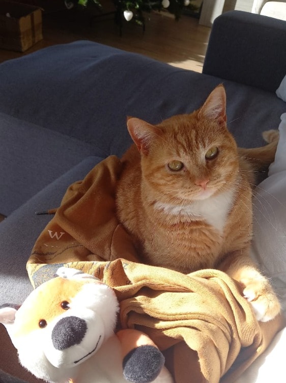 image-8