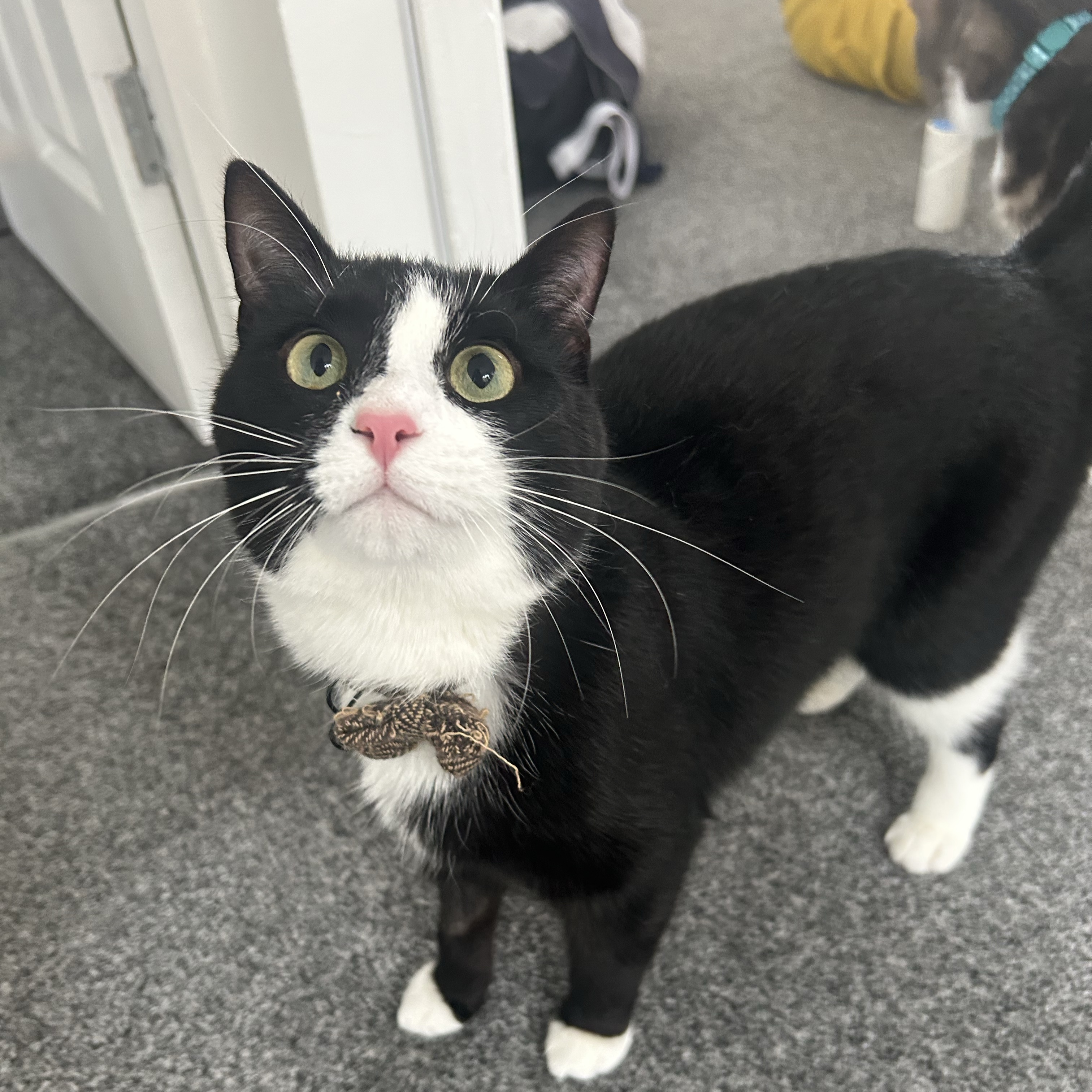 Loki 