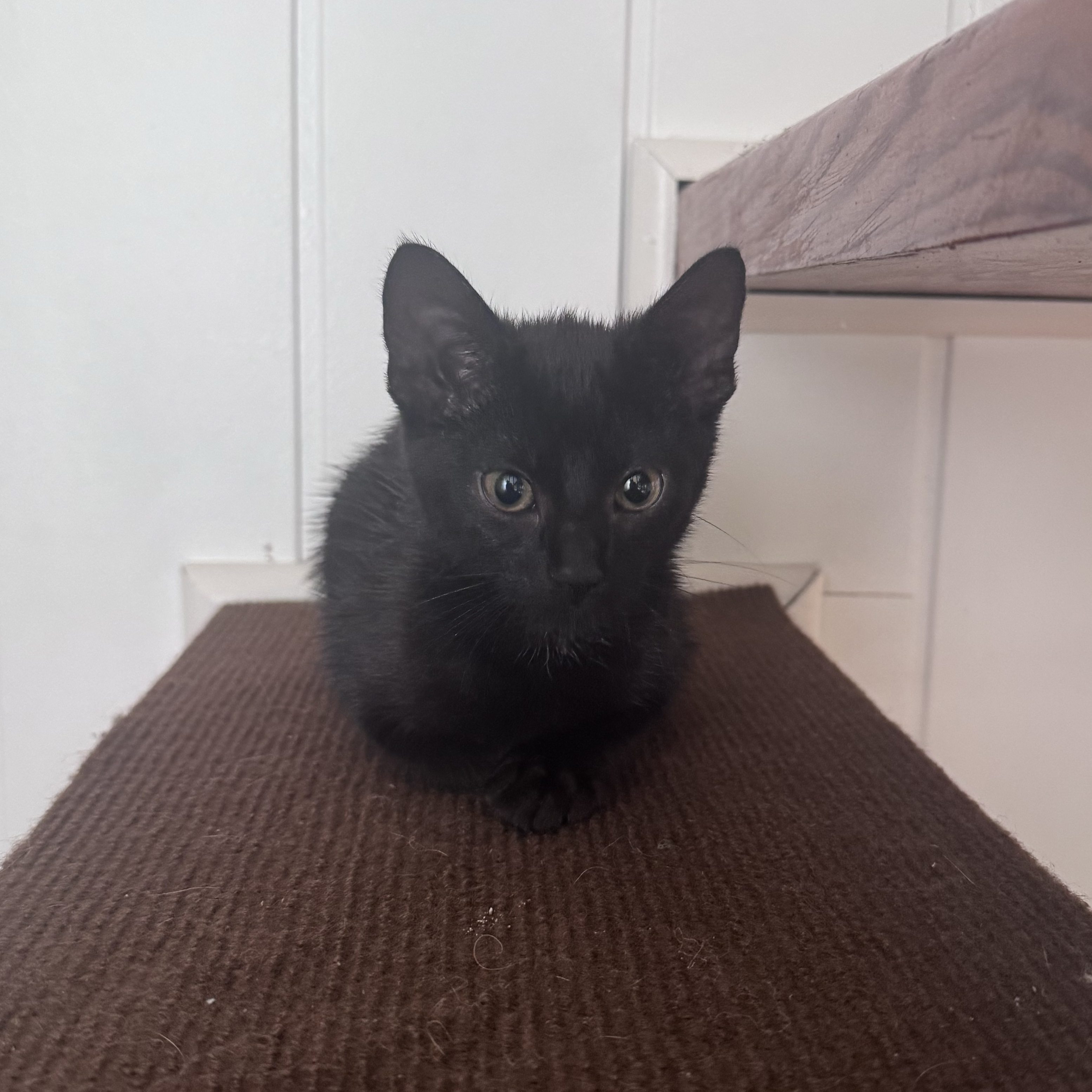 Luci