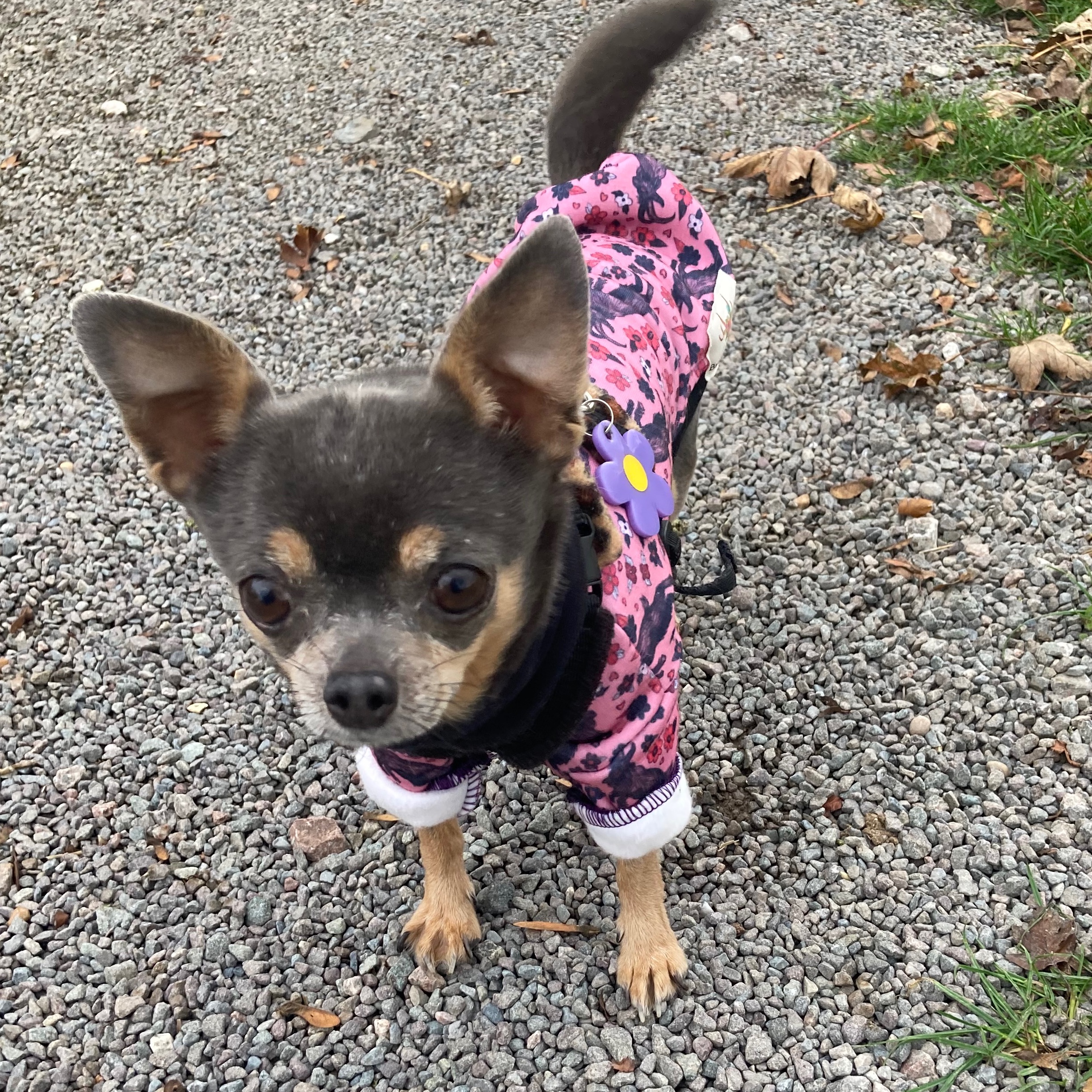 Gina