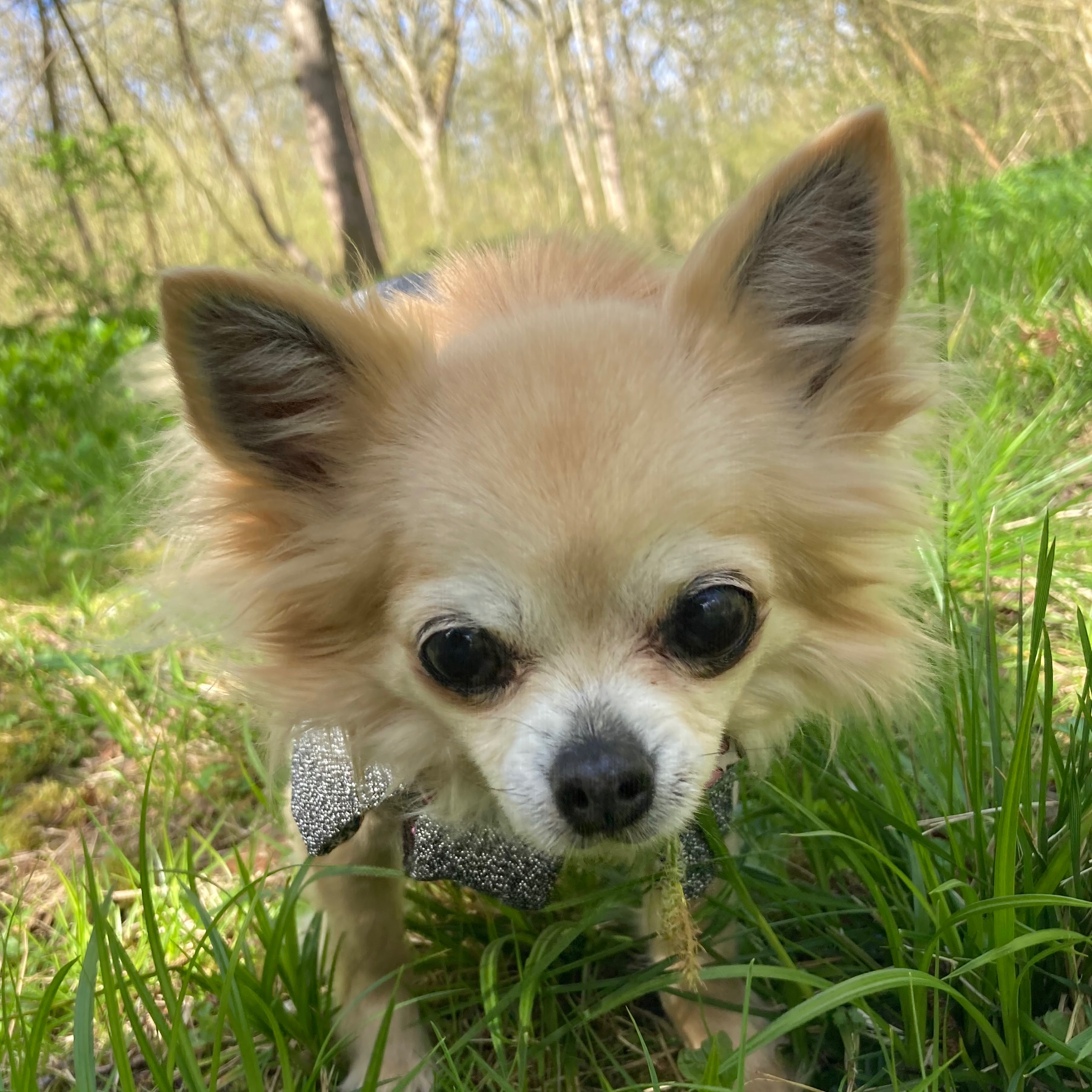 Bella