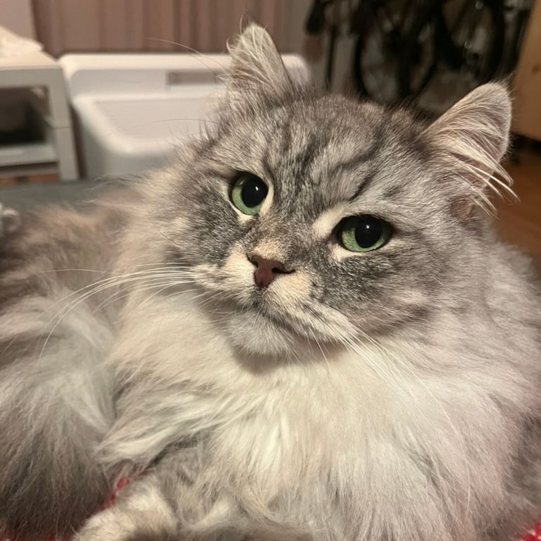 Léonie