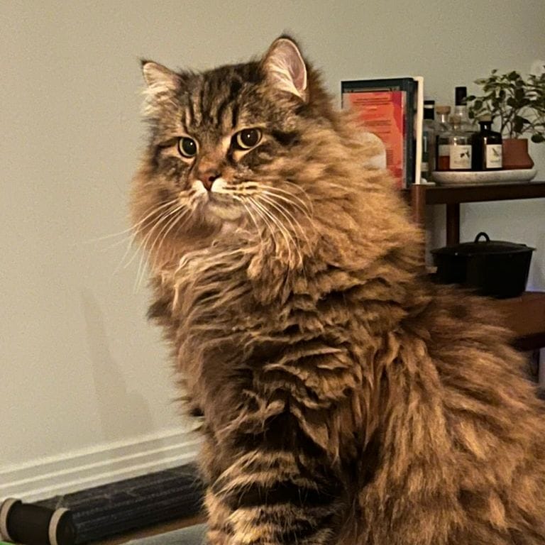 Léon