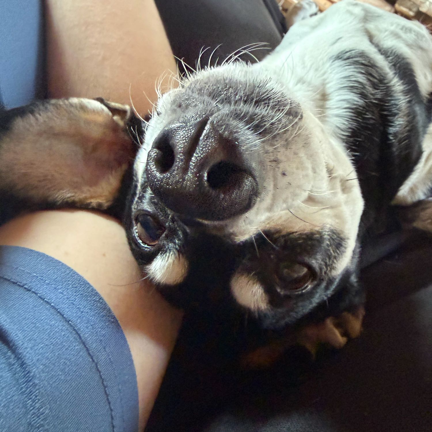 Kat