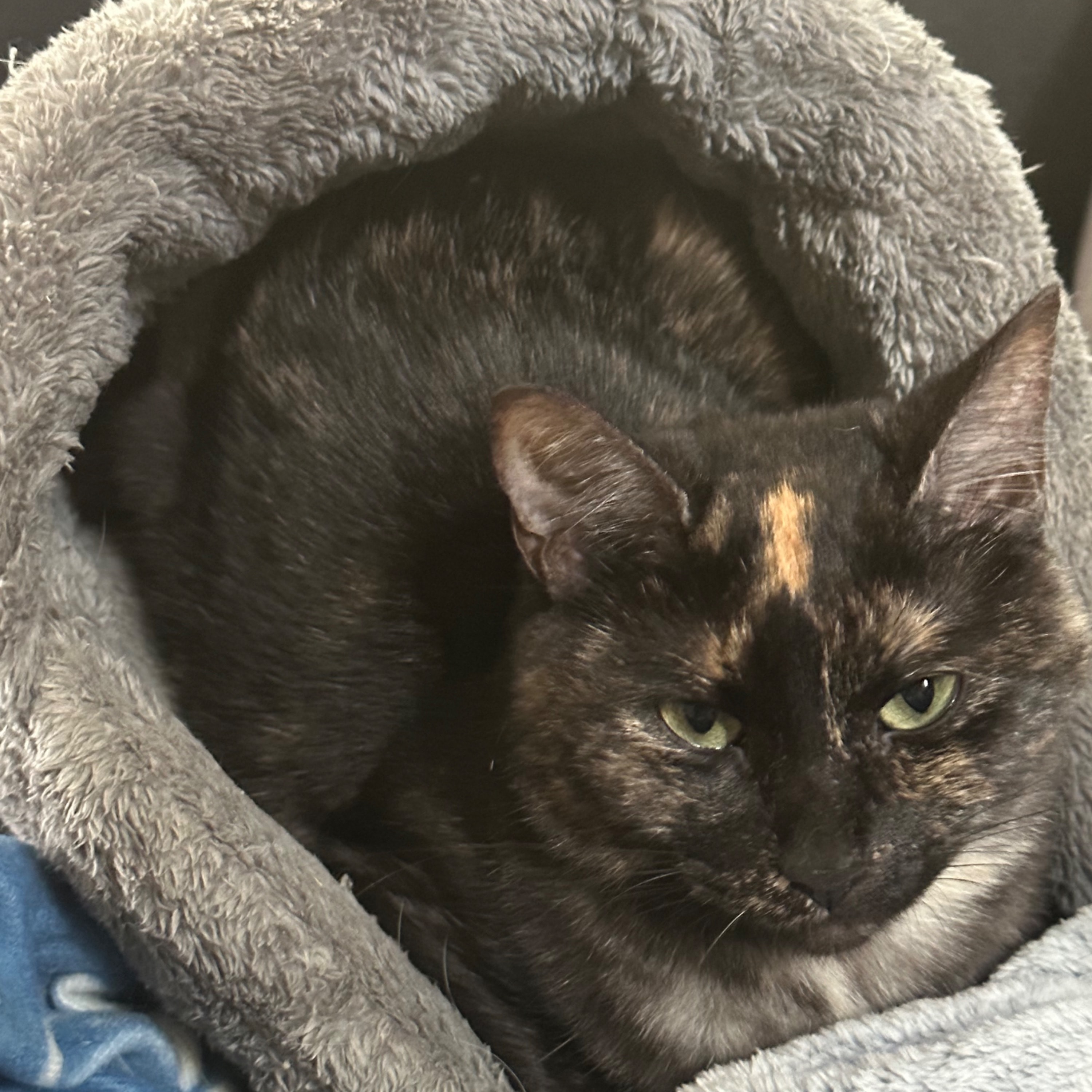 Nala