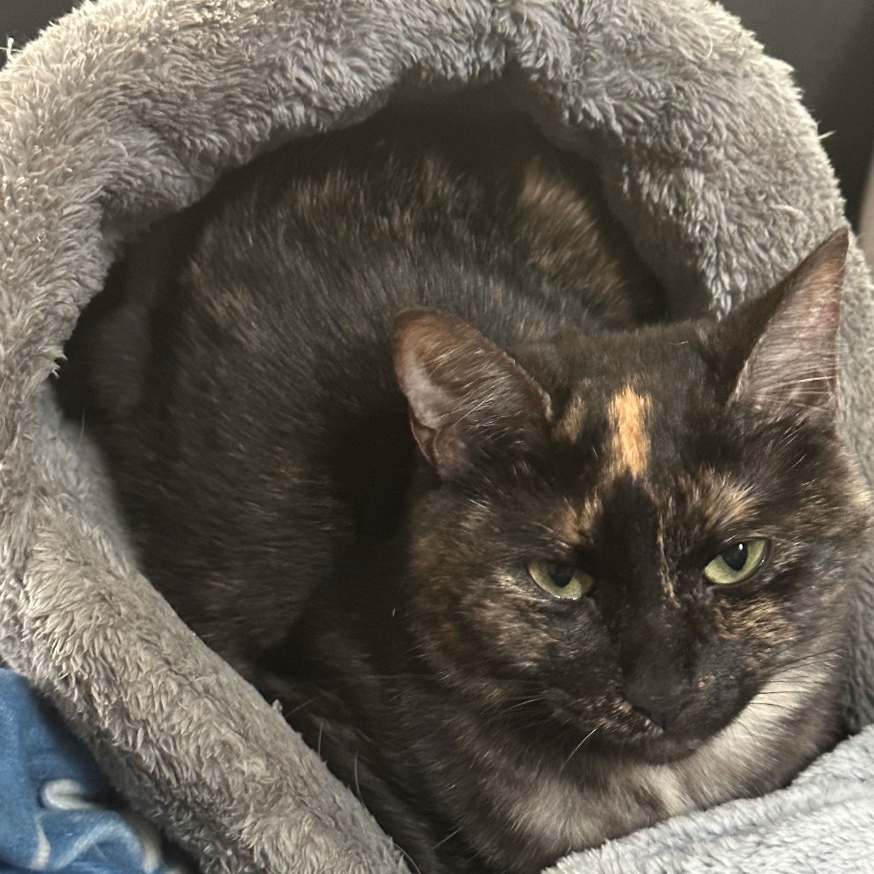 Nala