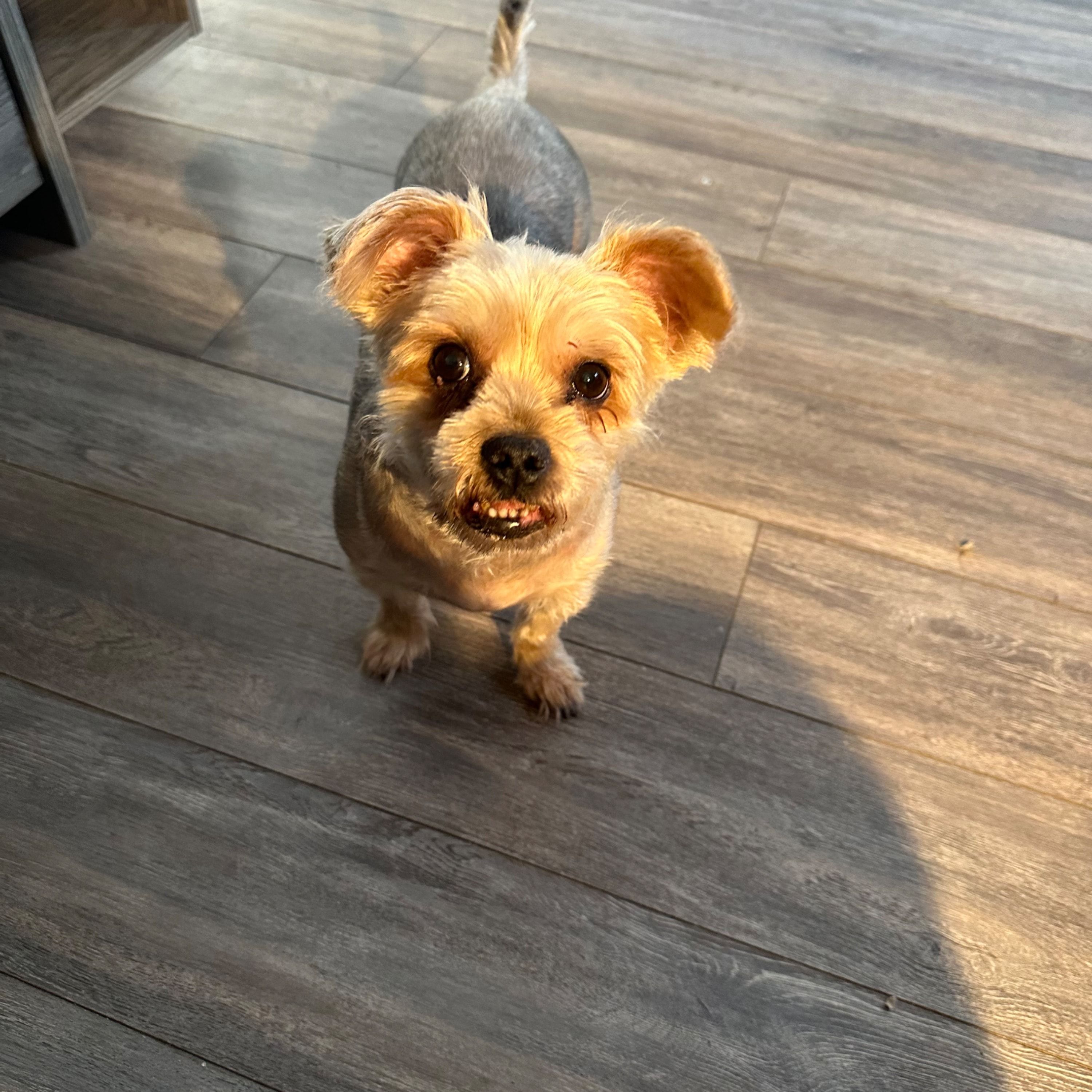 Bella