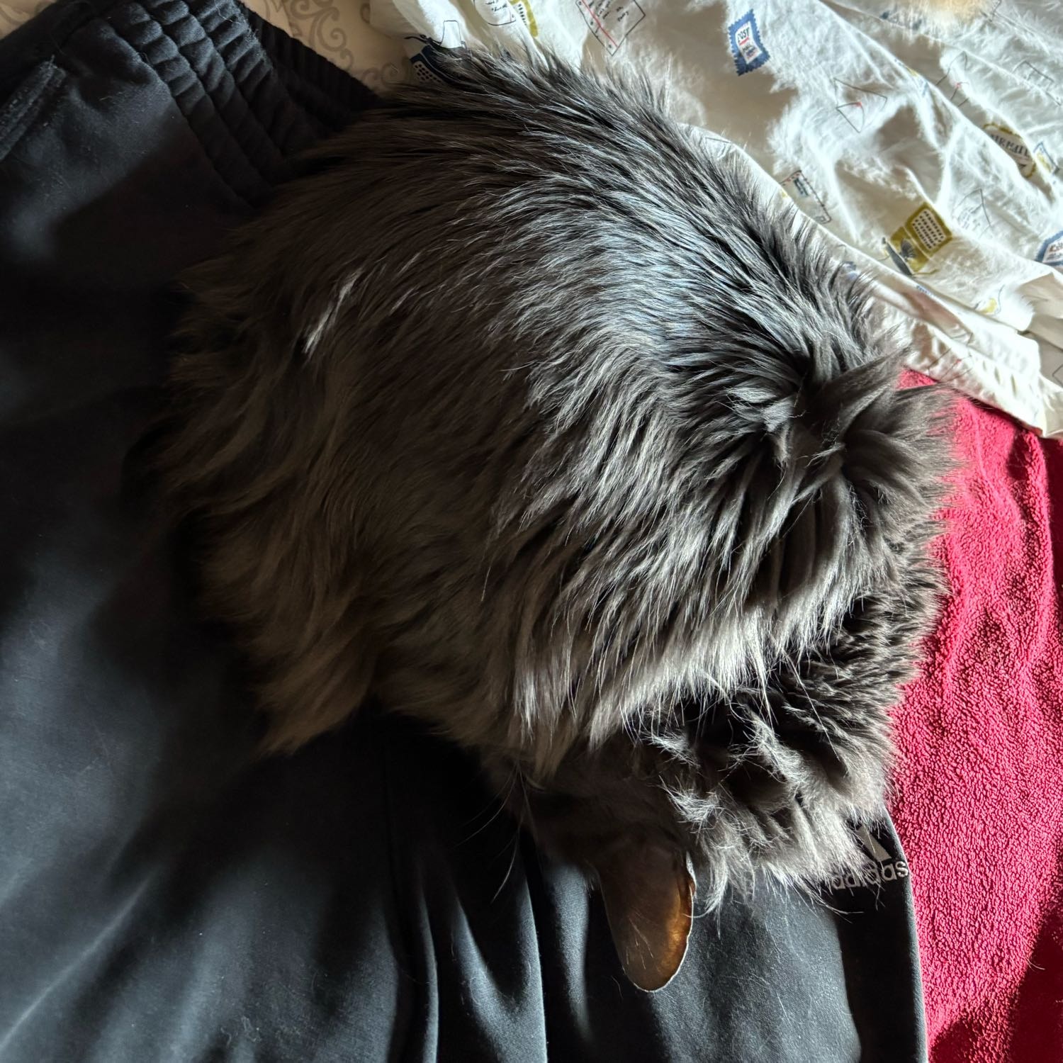 Dante 