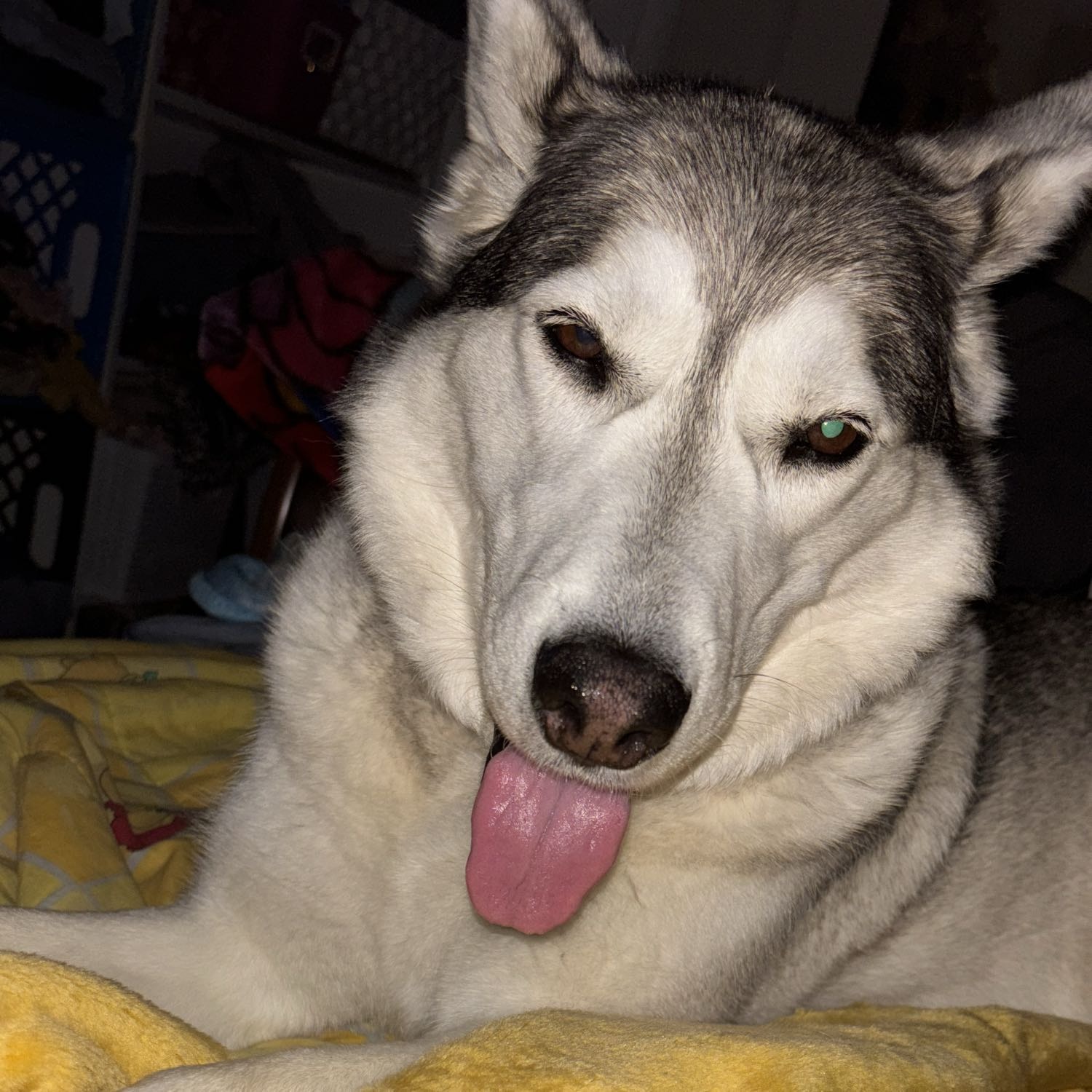 Leila