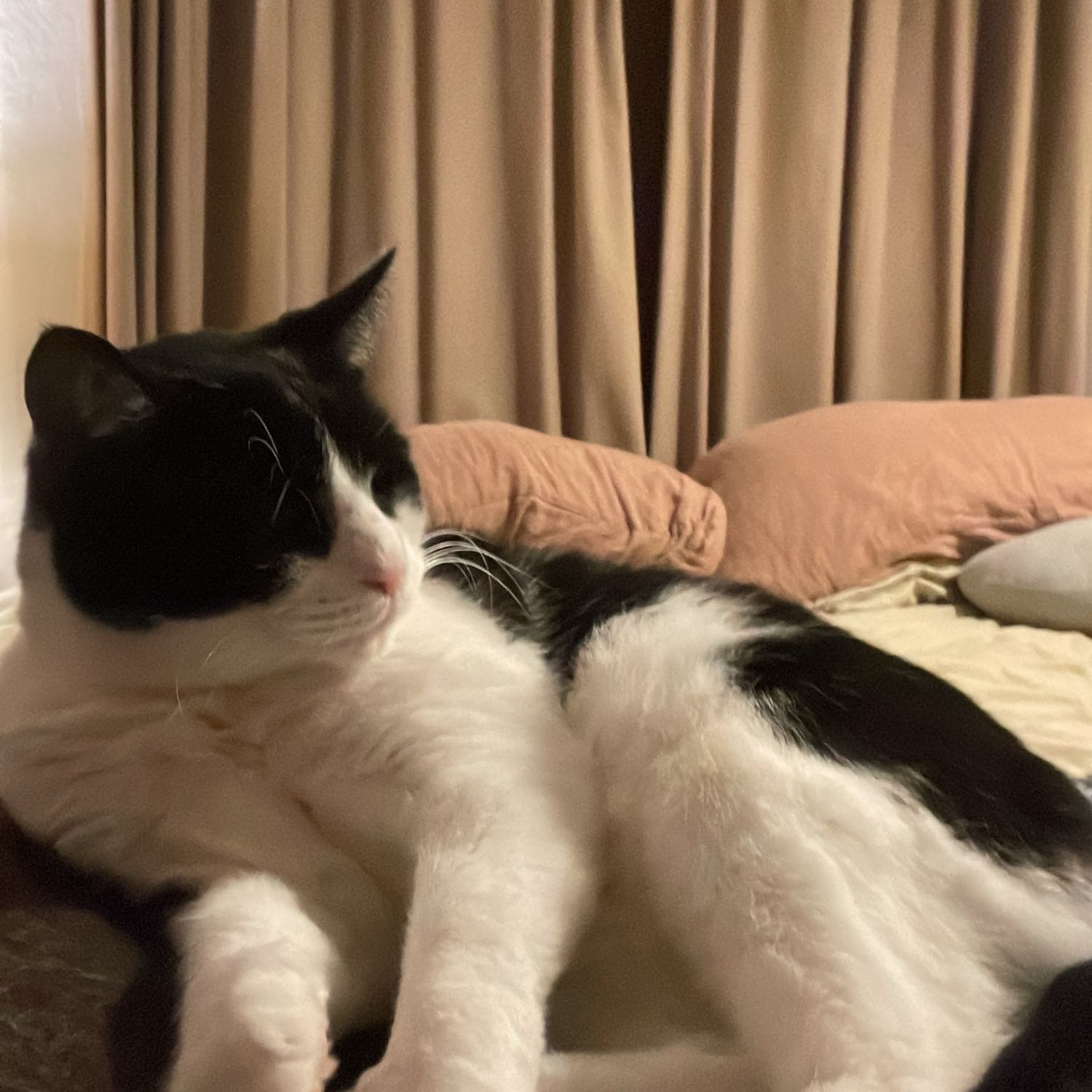 Alfredo 