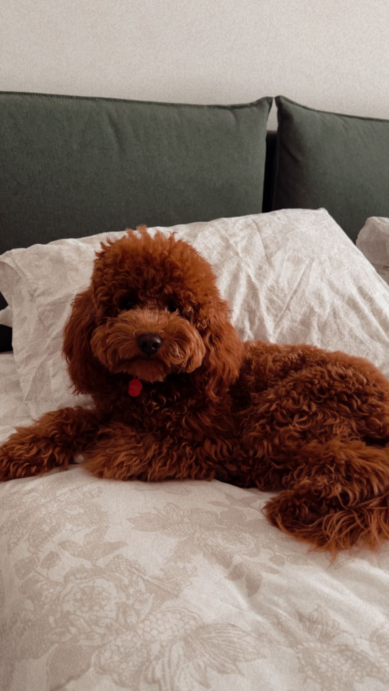 image-8