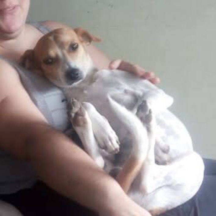 Pilisquito 