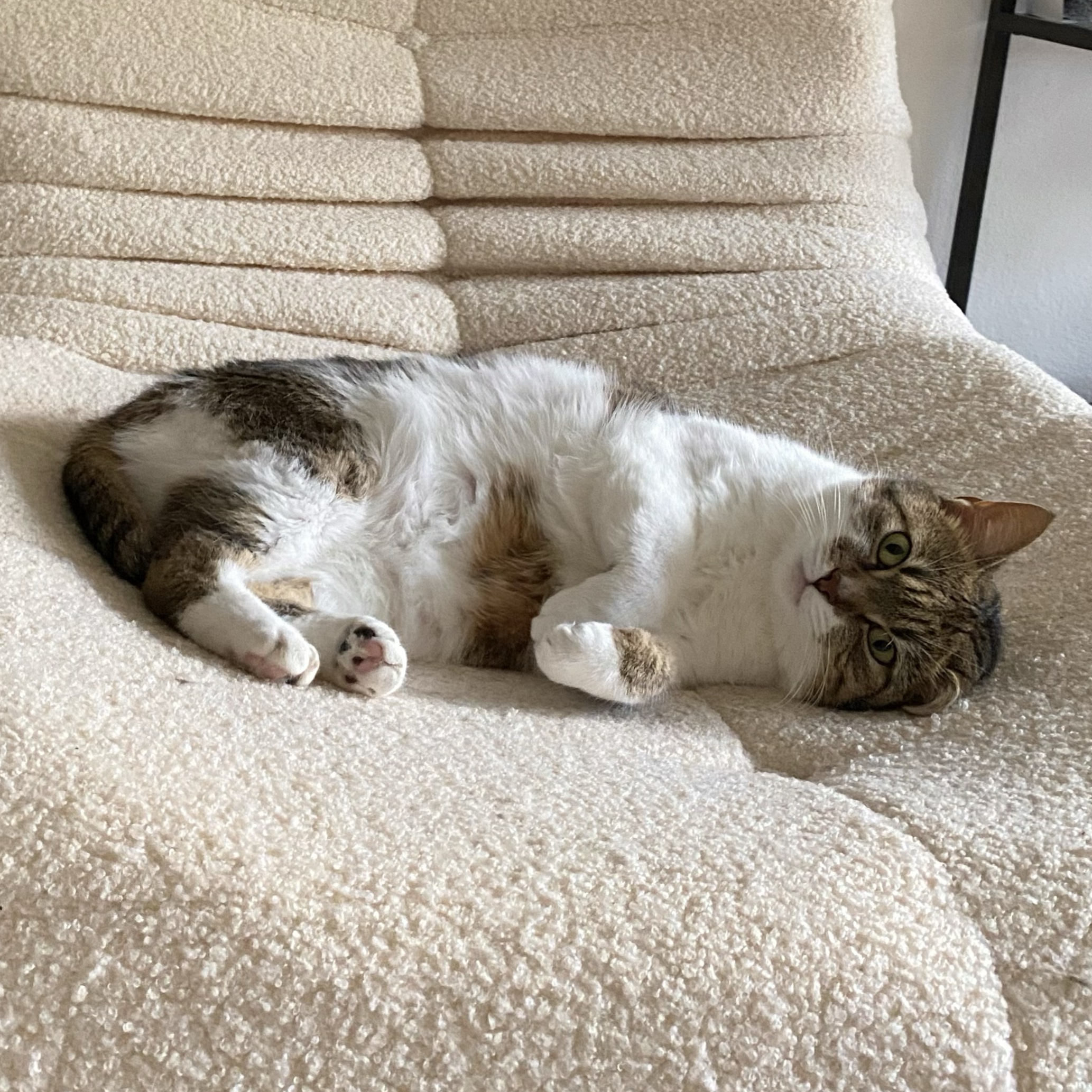 Mogli
