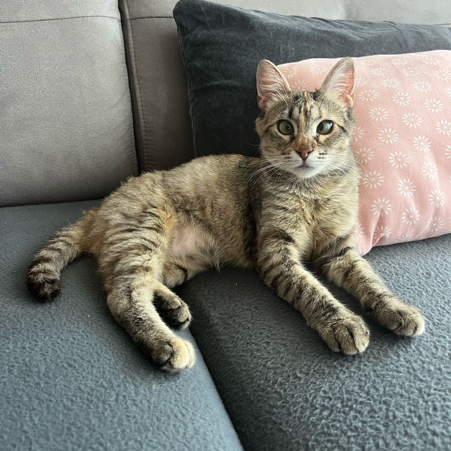 Maya