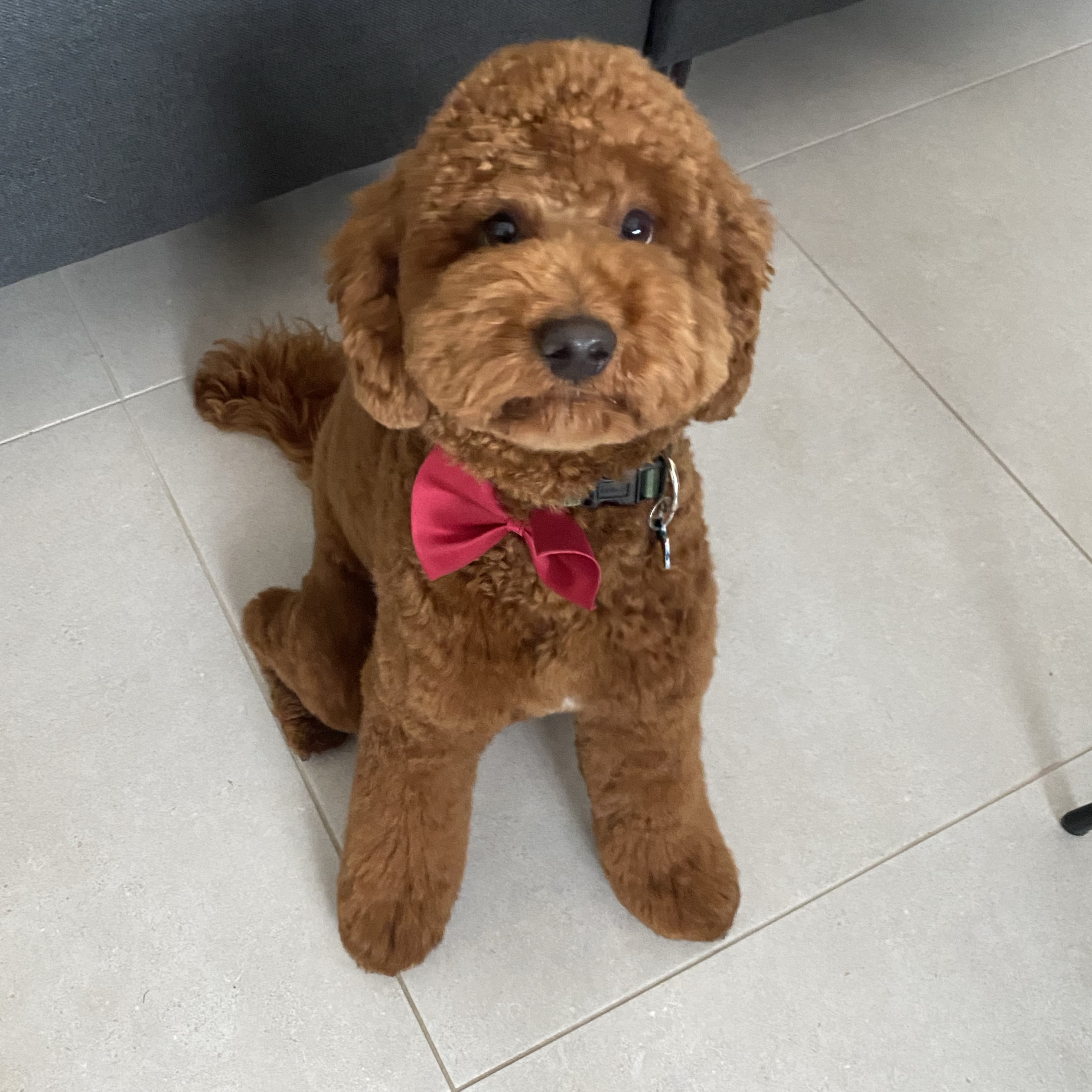 Bo 