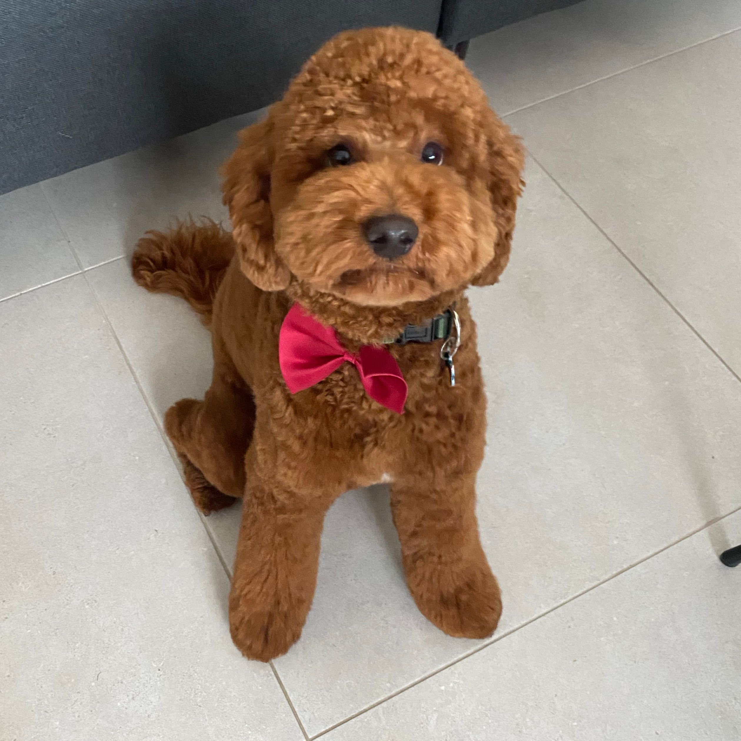 Bo