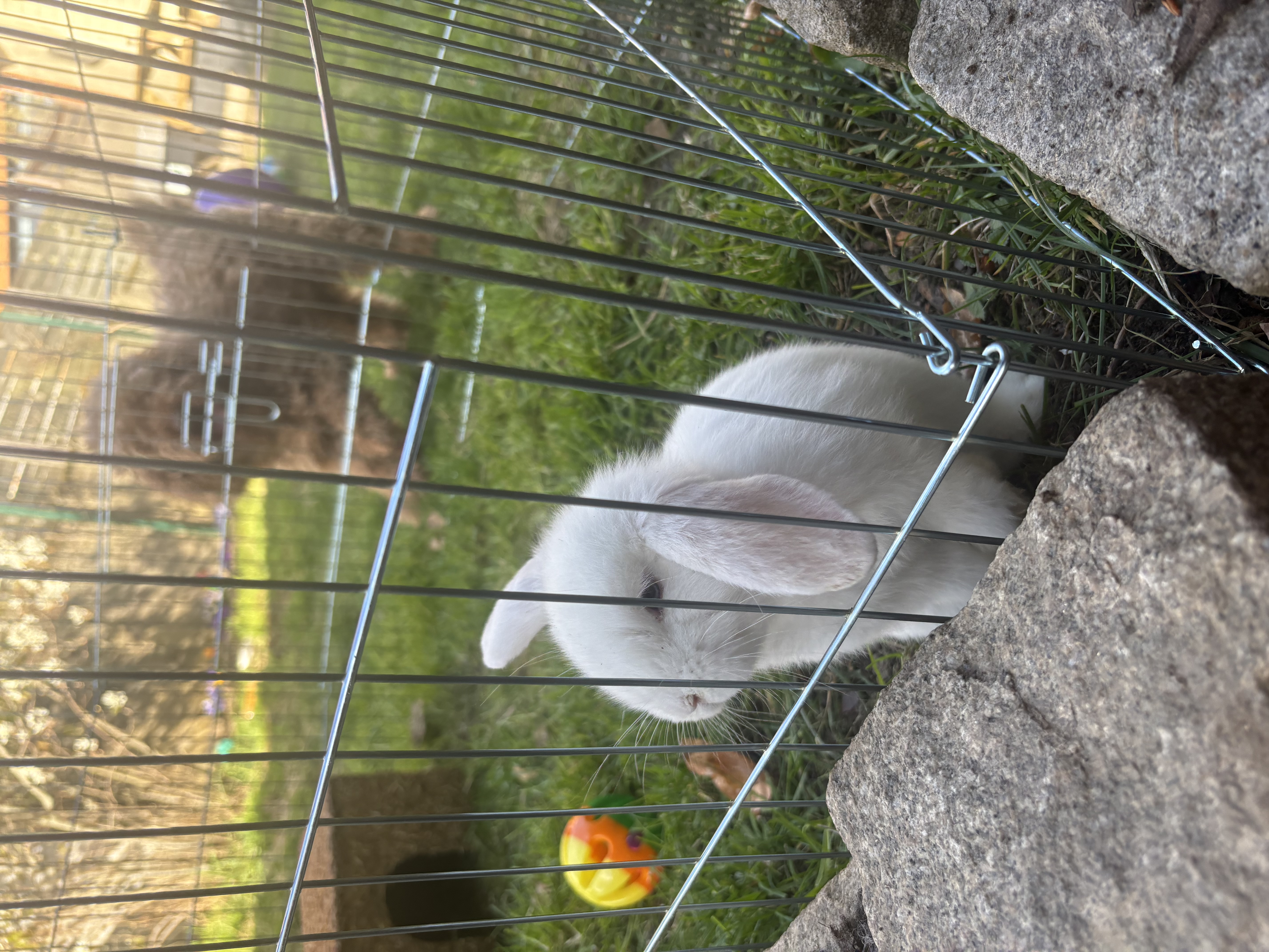 image-7