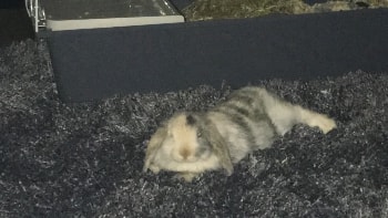 image-1